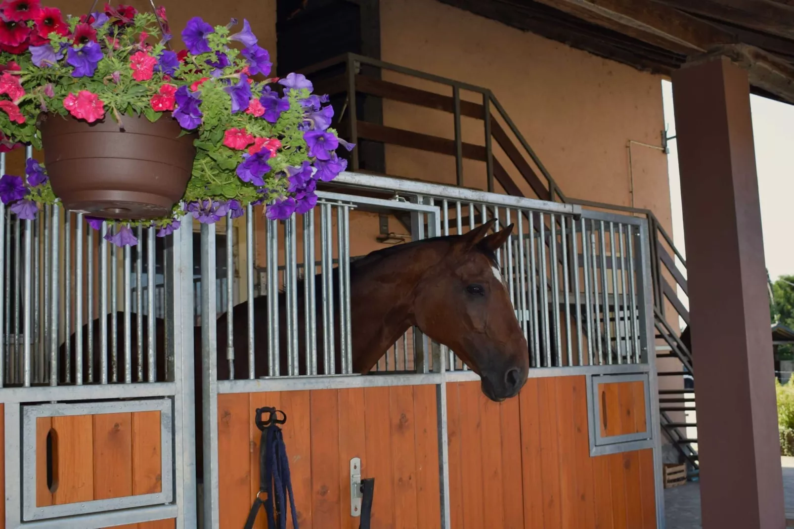 Zevnik Quiet Retreat with Stunning Views and Equestrian Activities - Family Room with Private Bathroom 8-Buitenlucht