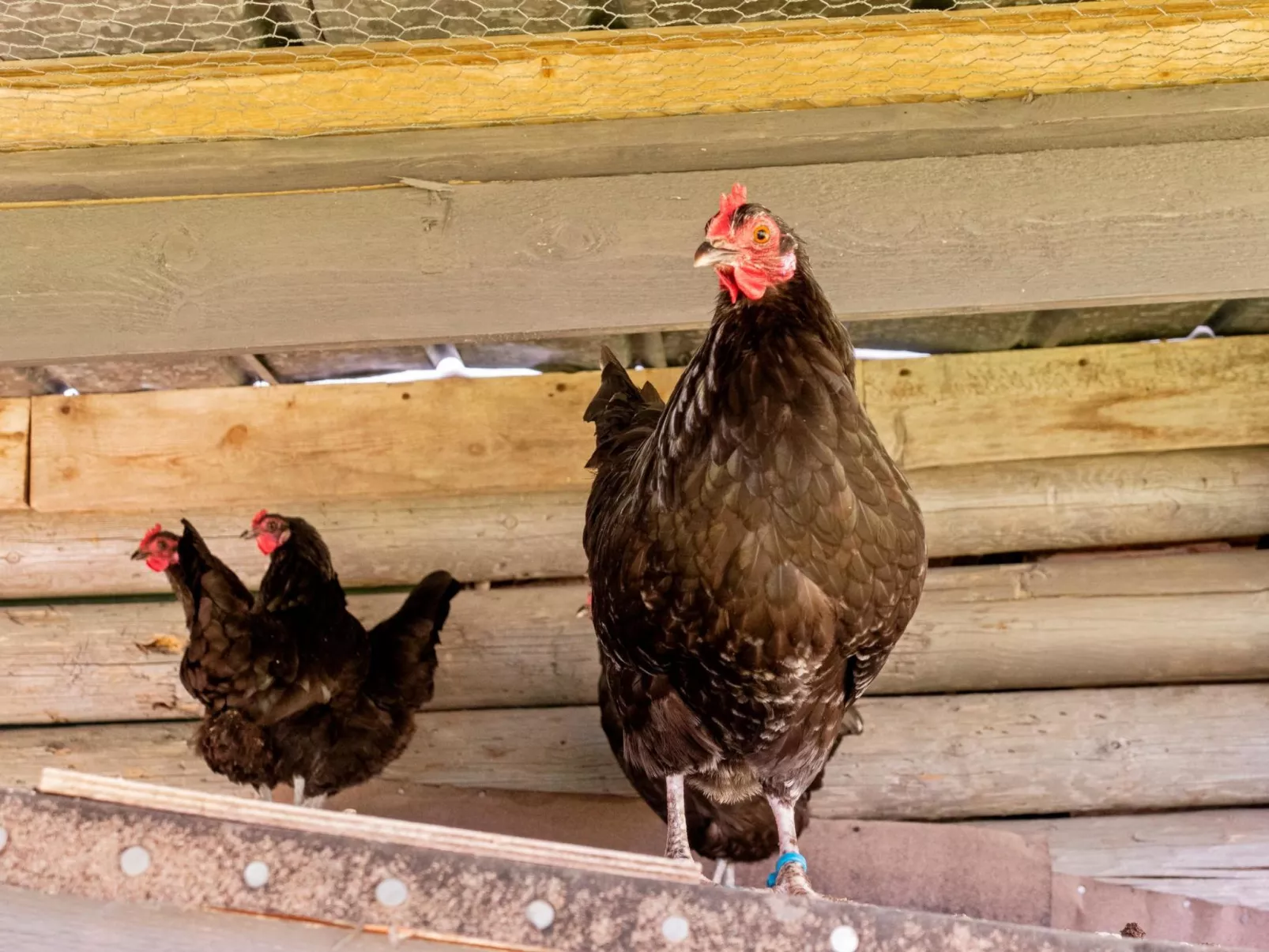 Lystikämän elämys-Binnen