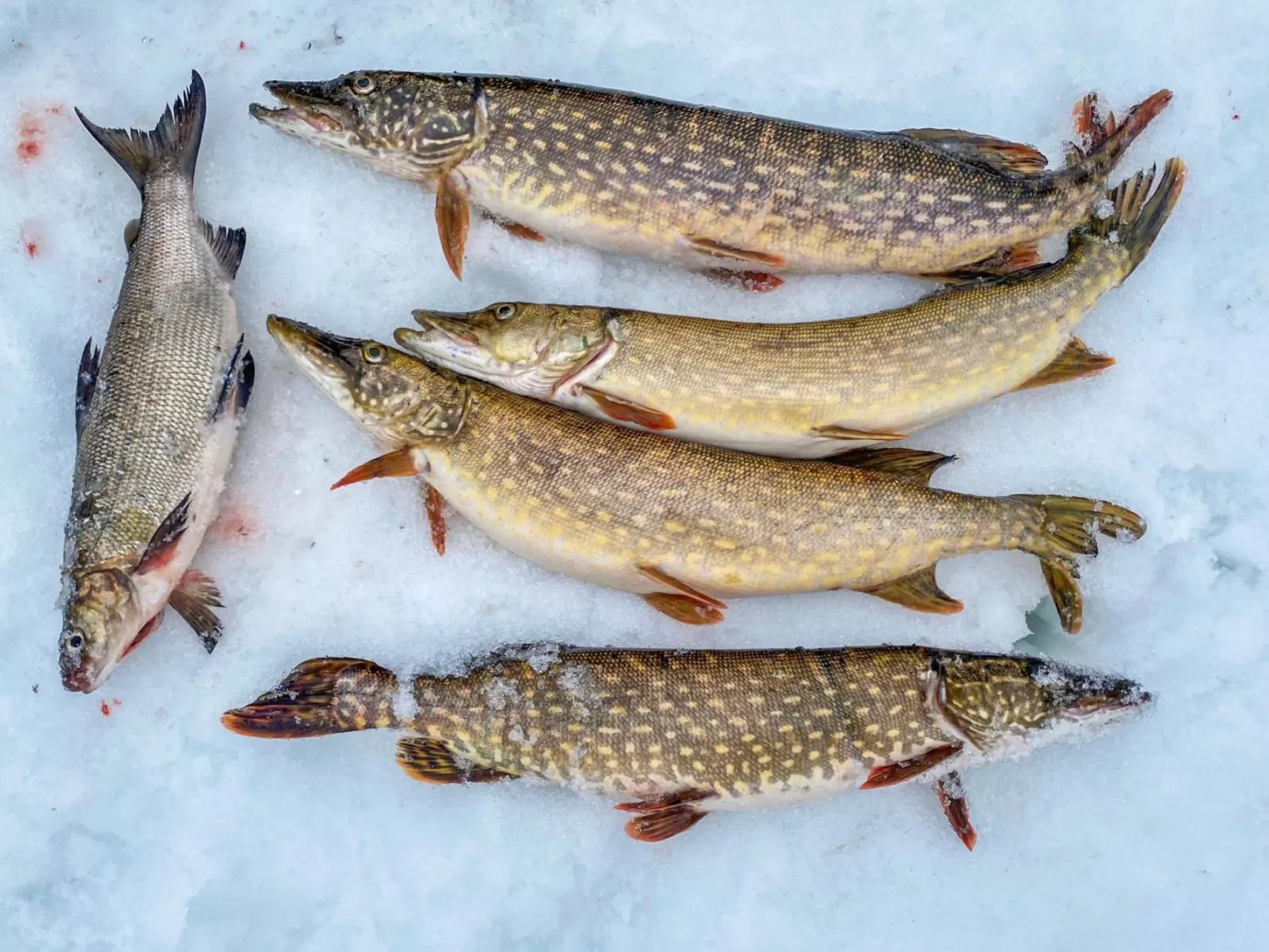 Rukaniemen kontio-Binnen
