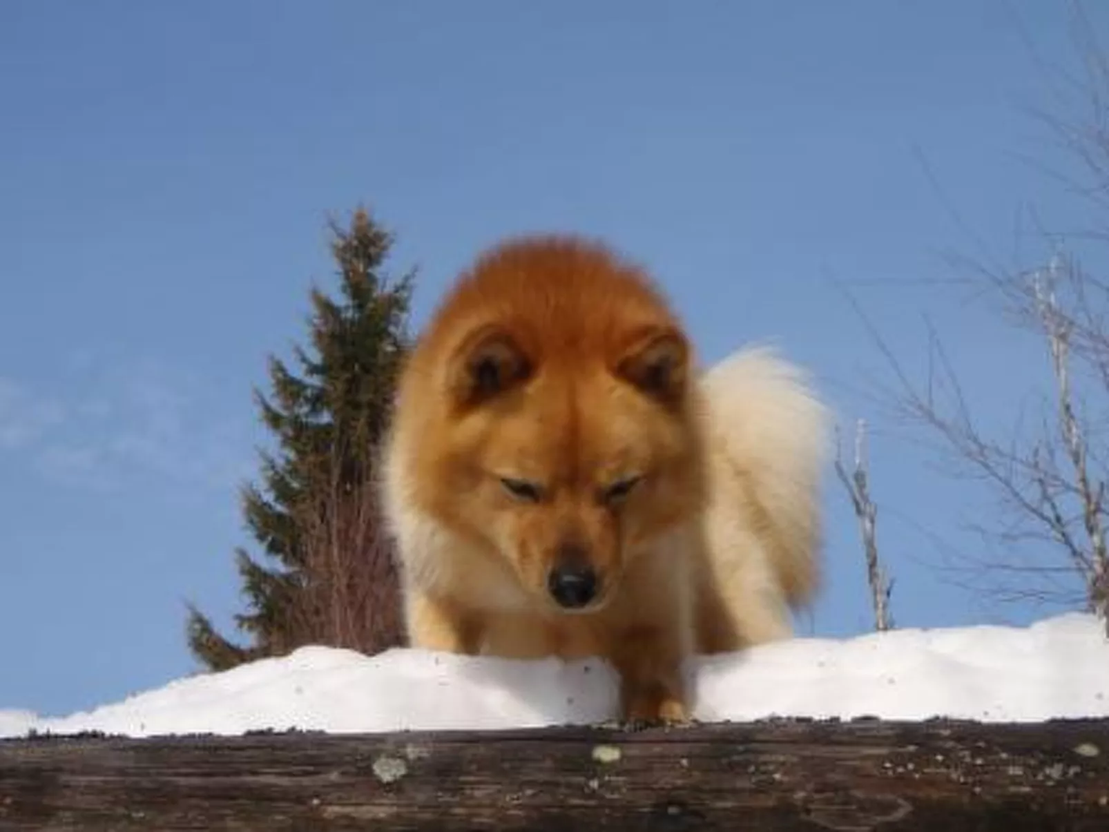 Vaaran loma-asunto-Binnen