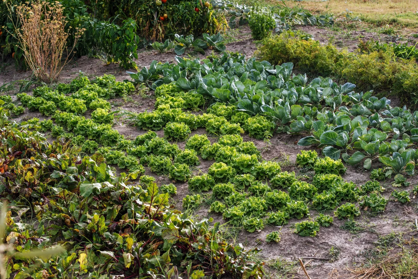 Authentic stone house Momo-Tuinen zomer
