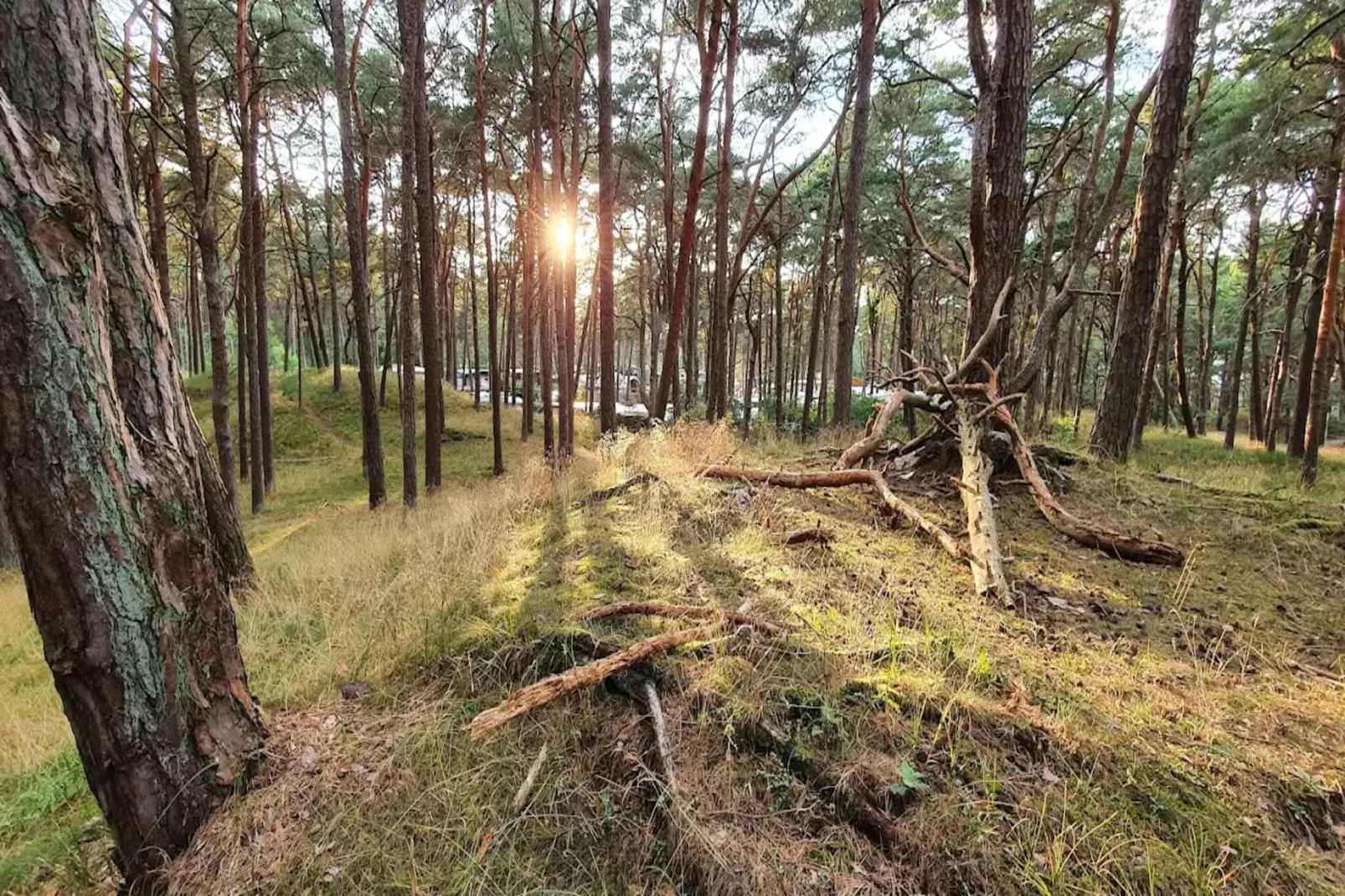 OG links 50 qm-Gebieden zomer 5km