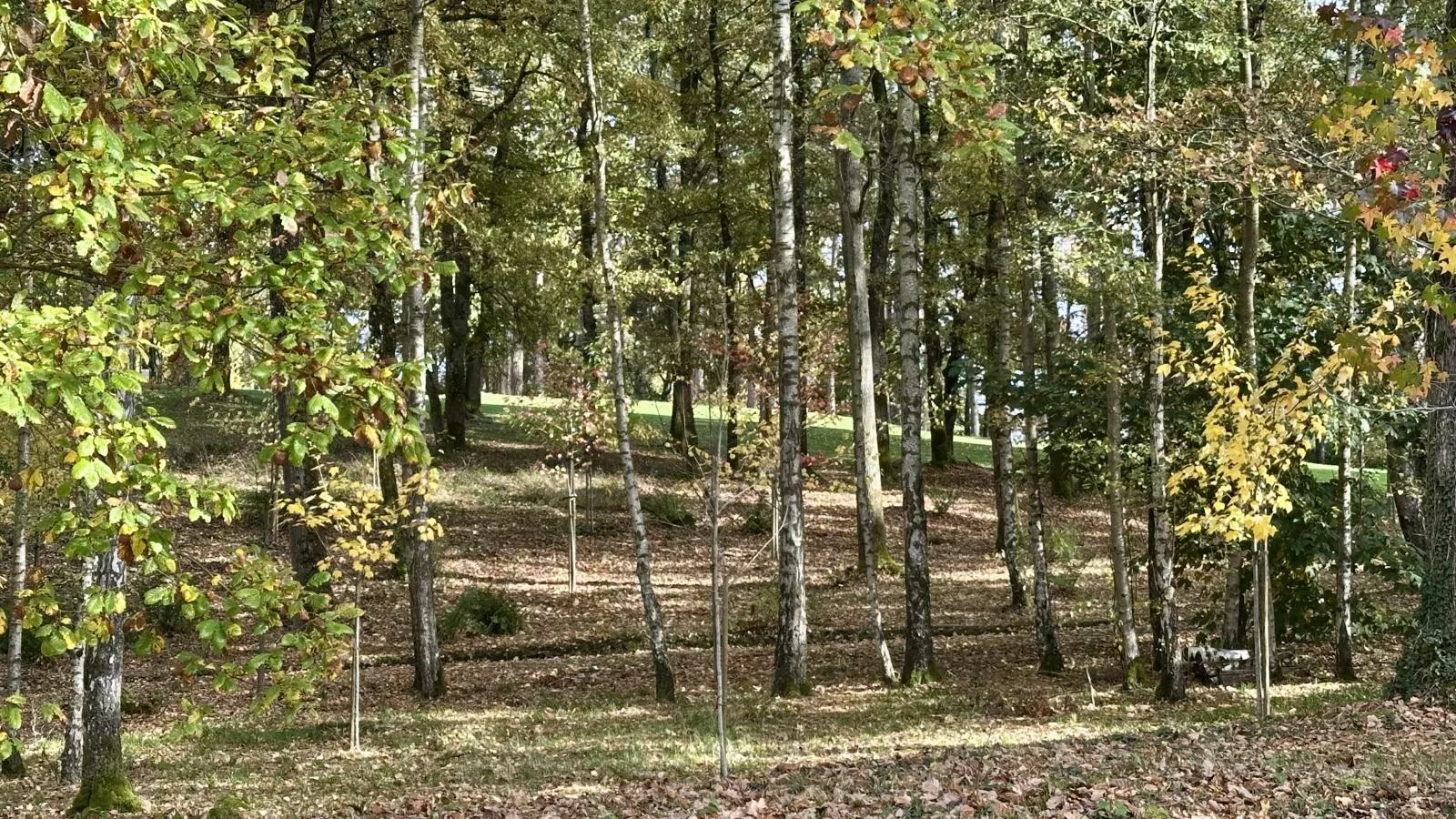 The Green-Gebieden zomer 1km