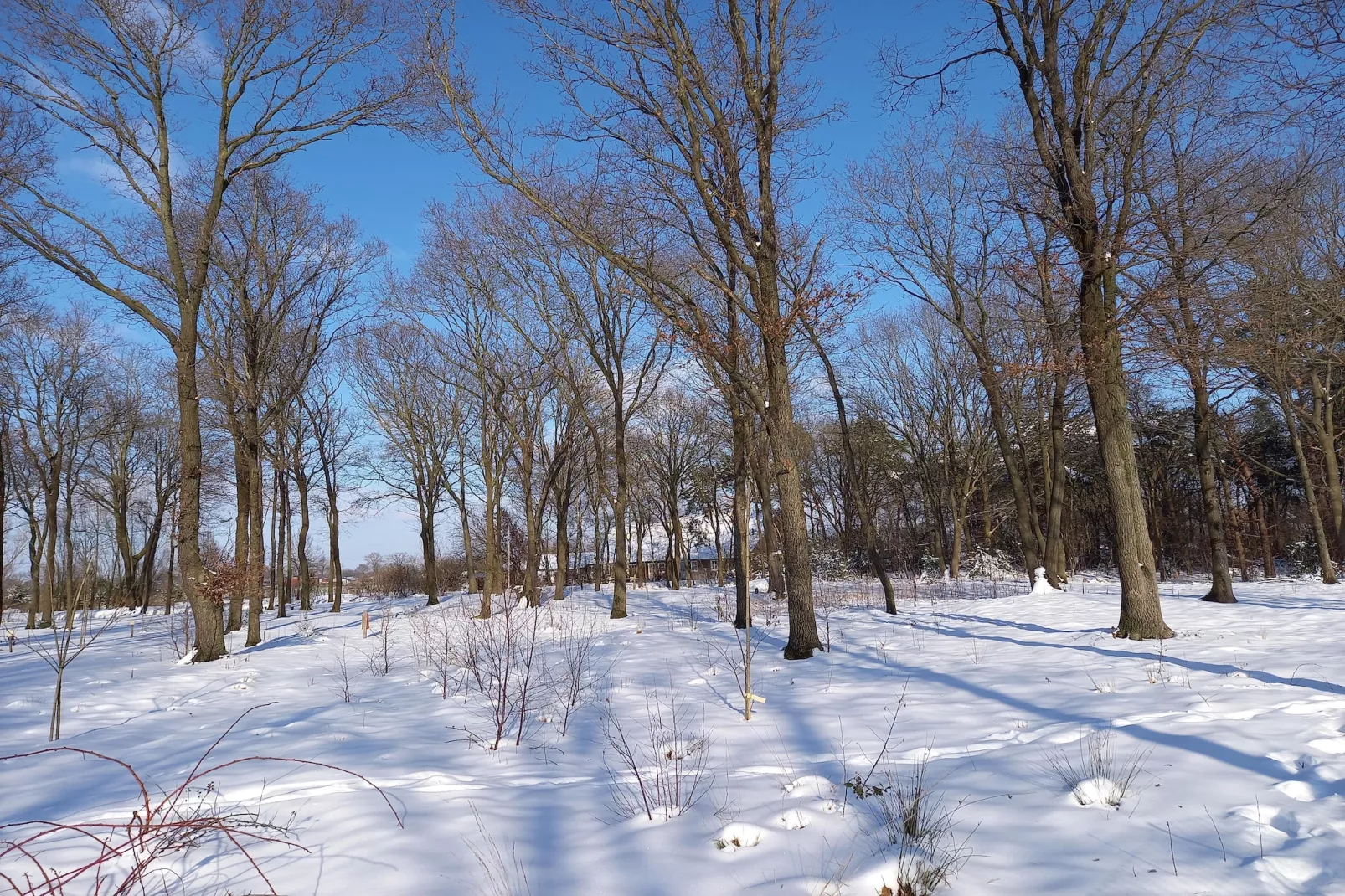De Kievit-Gebied winter 1km