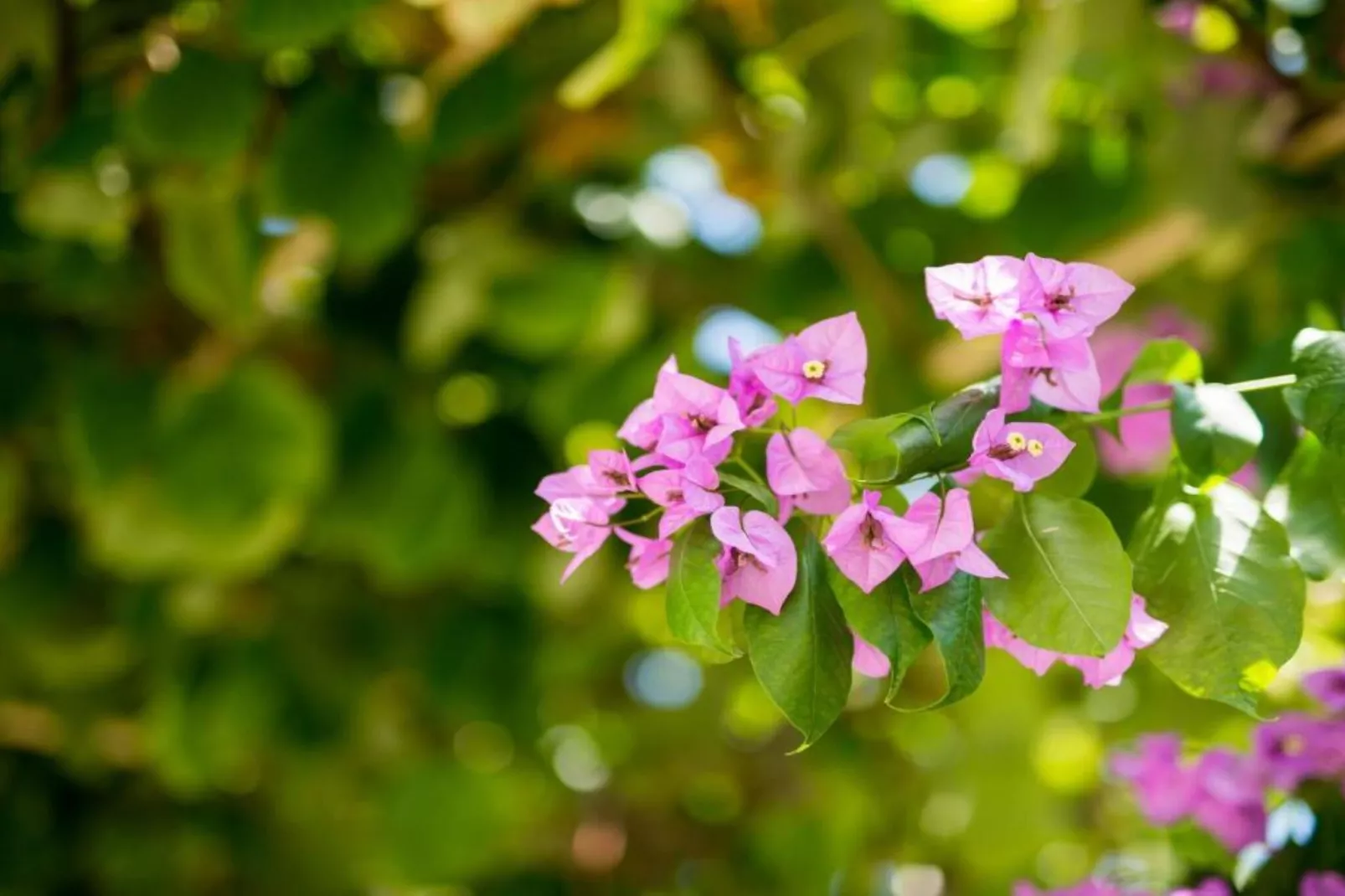 Two-Bedroom Apartment With Lake View-Uitzicht