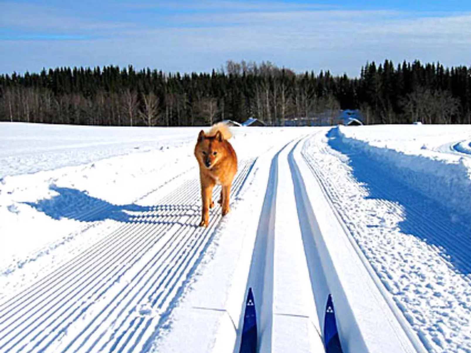 Vaaran loma-asunto-Binnen