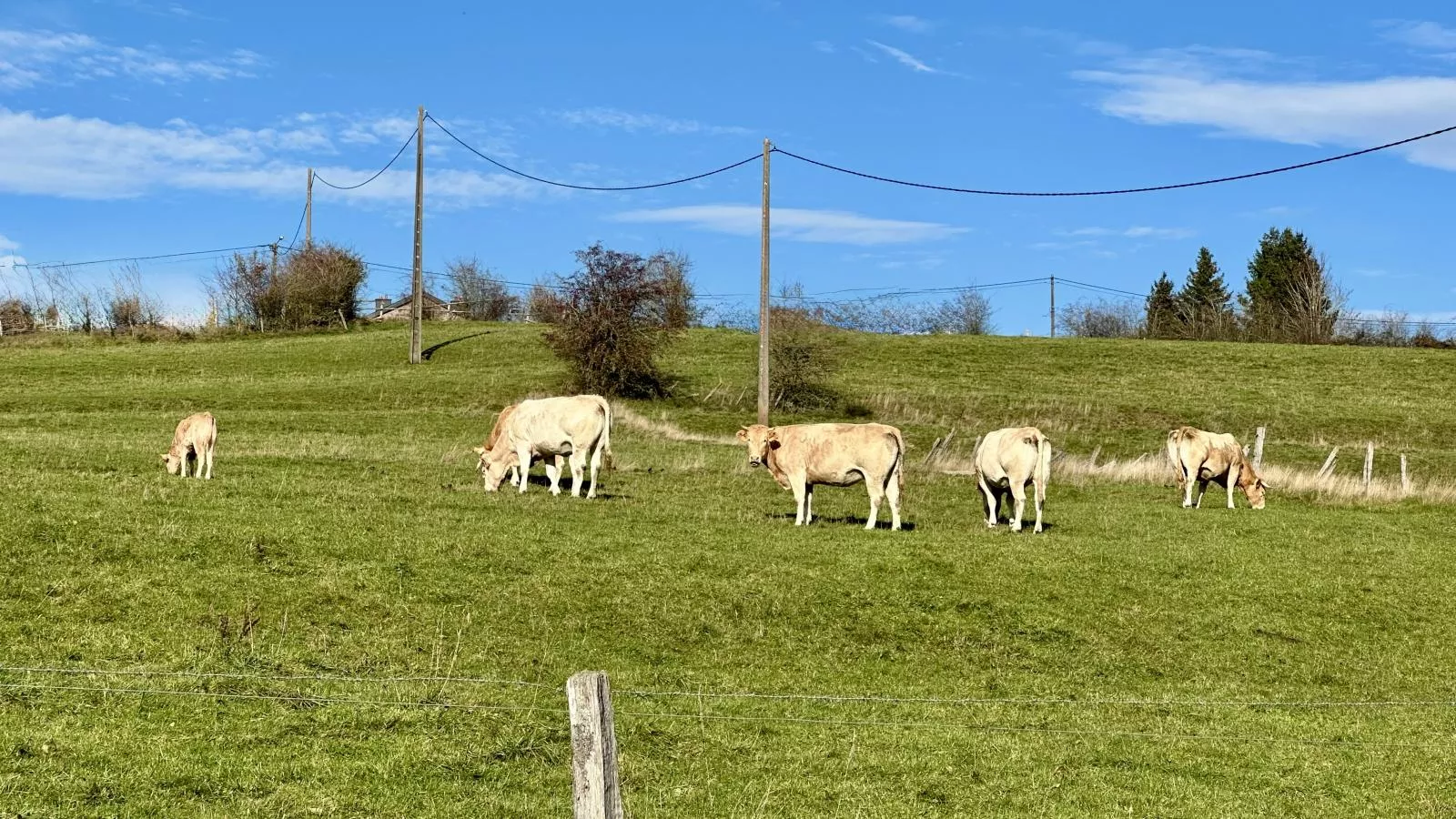 Petit Wilogne-Gebieden zomer 1km