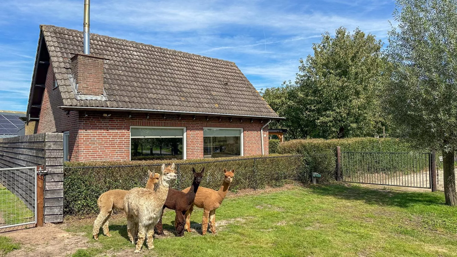 Alpacafarm Vorstenbosch-Buitenkant zomer