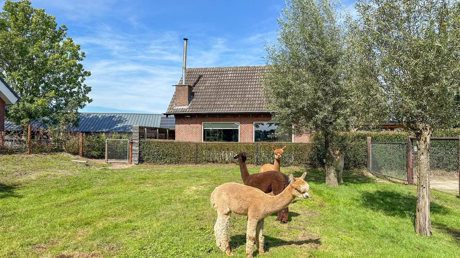 Alpacafarm Vorstenbosch-Gebieden zomer 1km