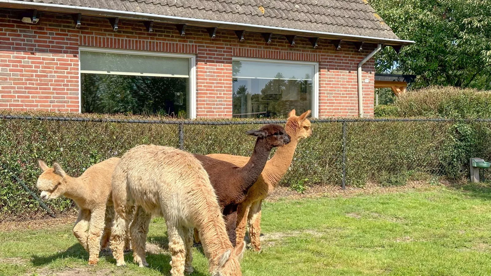Alpacafarm Vorstenbosch-Sfeer