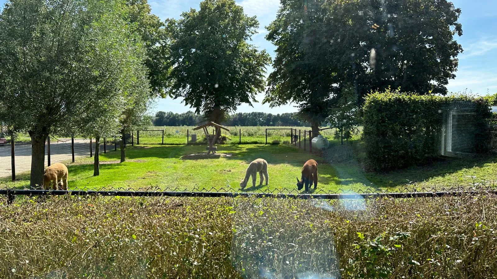 Alpacafarm Vorstenbosch-Uitzicht zomer