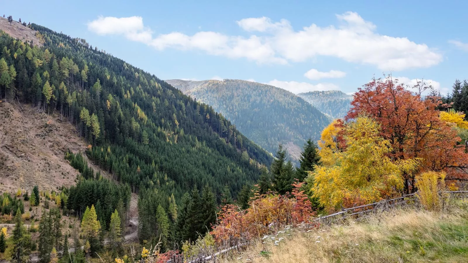 Carmaliva-Gebieden zomer 1km