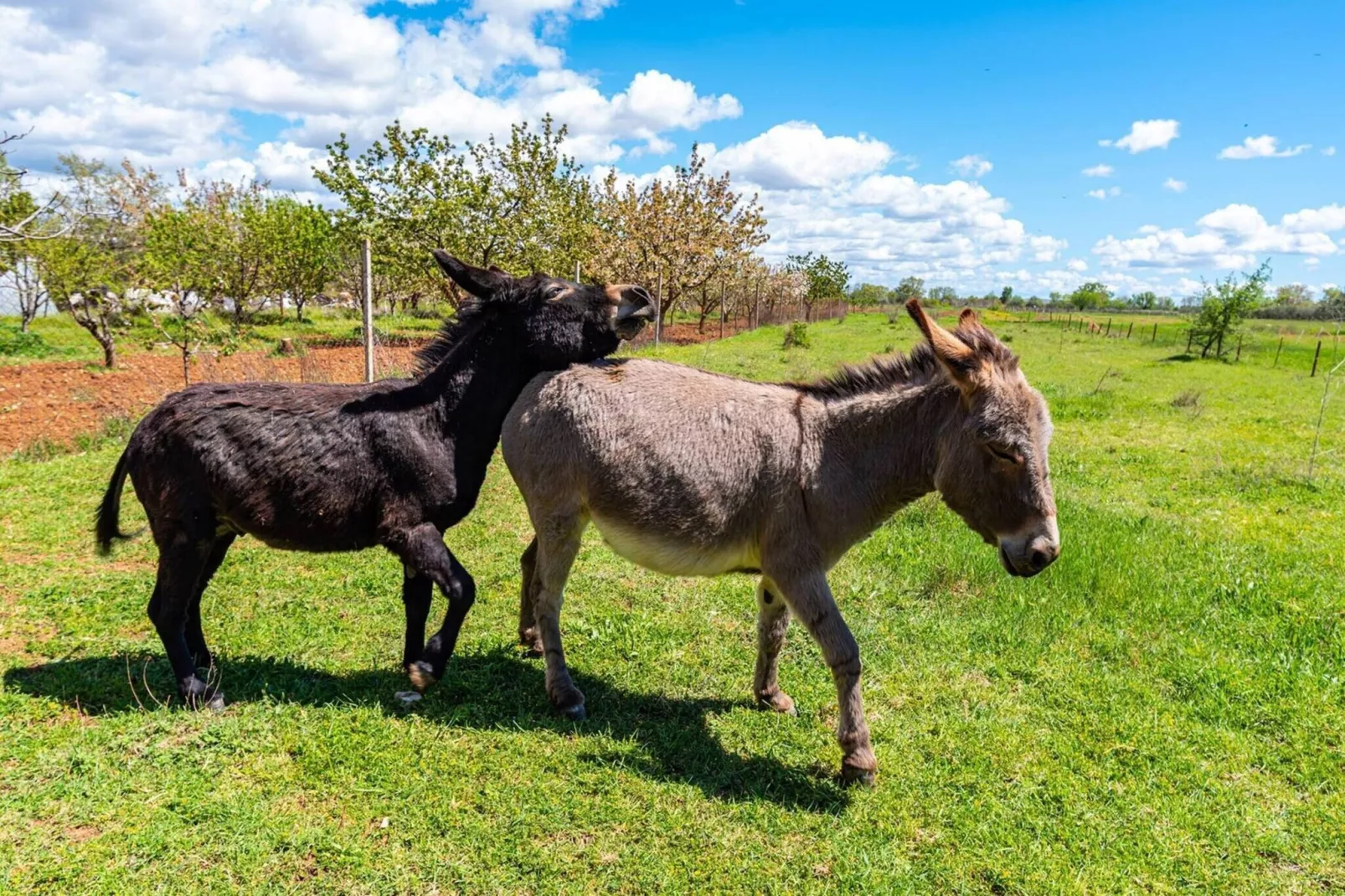 Luxury Villa Escape-Sfeer