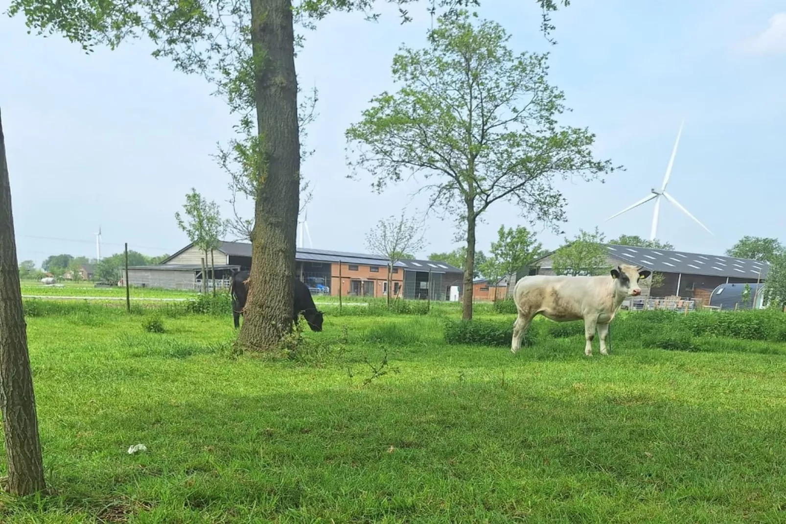 De Ree en de Specht-Gebieden zomer 1km