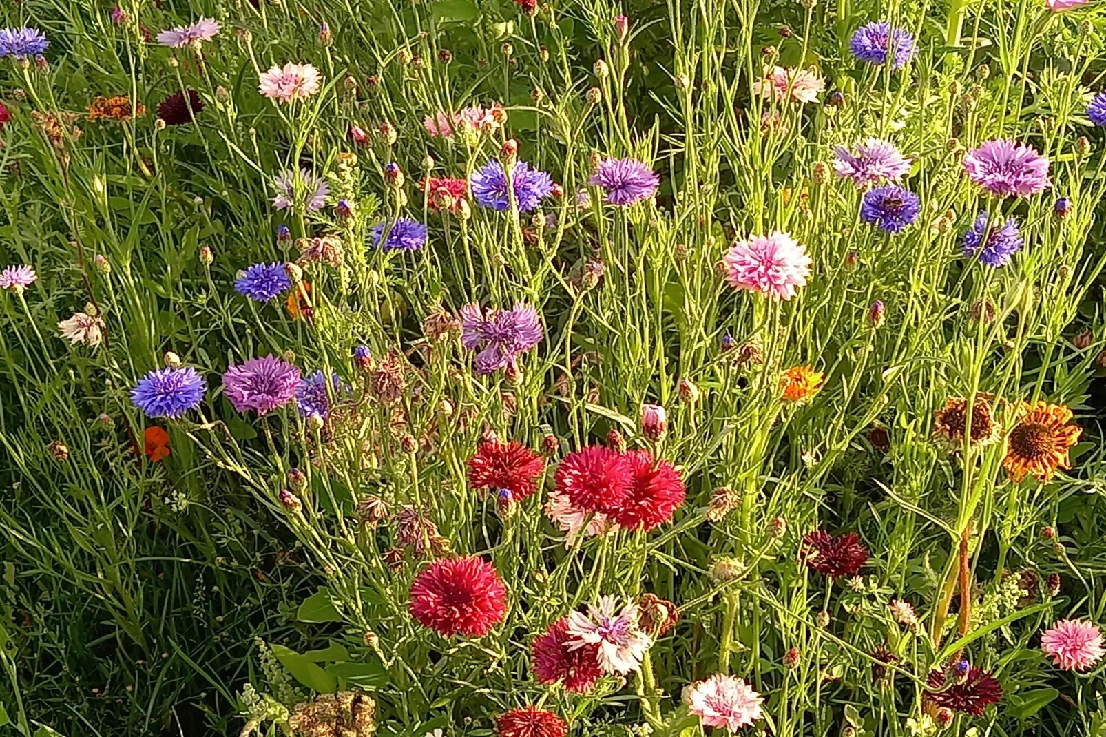 De Ree en de Specht-Sfeer