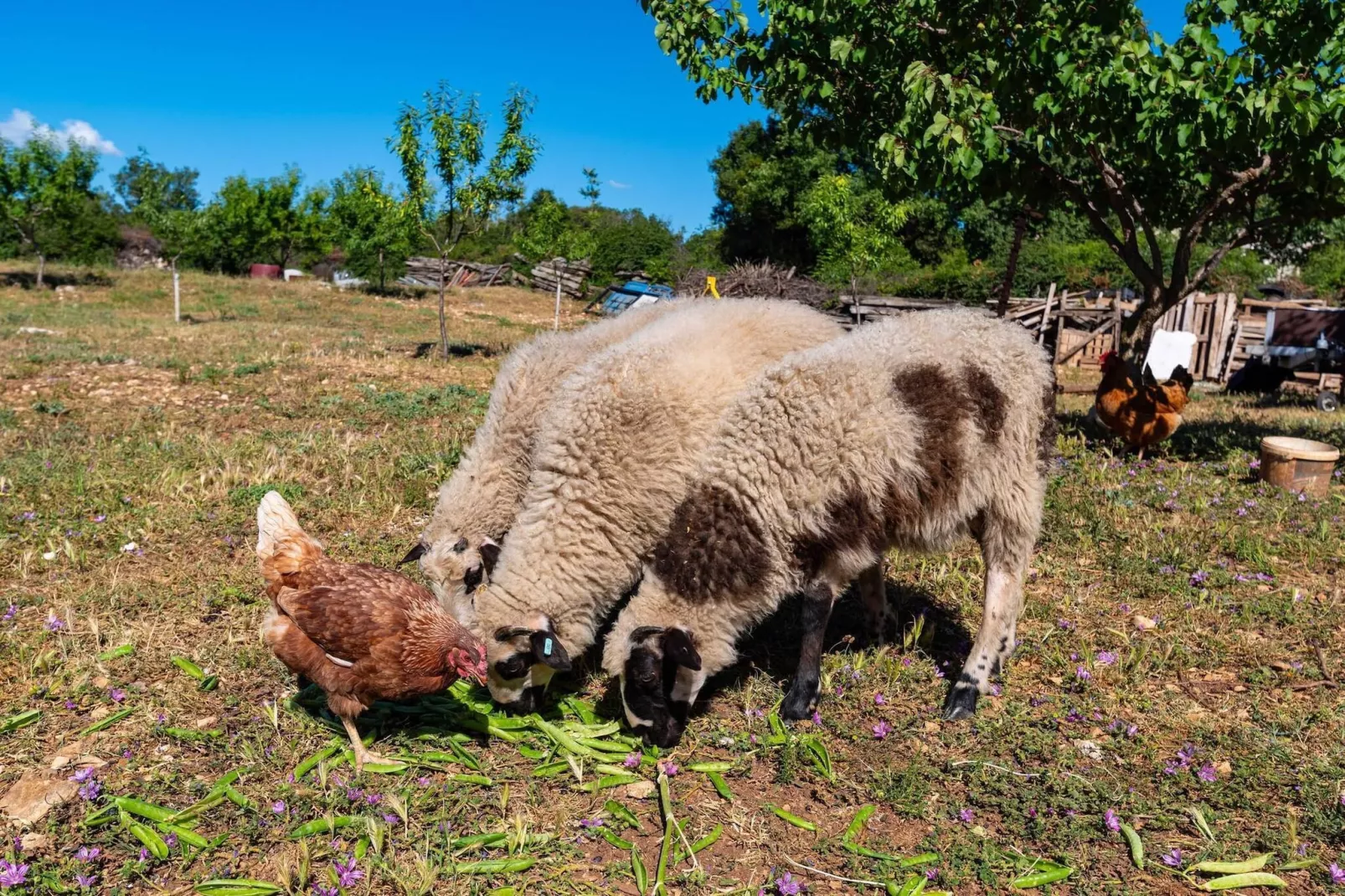 Holiday home Maria-Gebieden zomer 1km