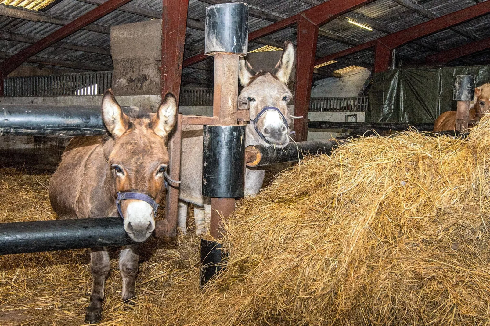 4 Personen vakantie huis in Højer-Binnen