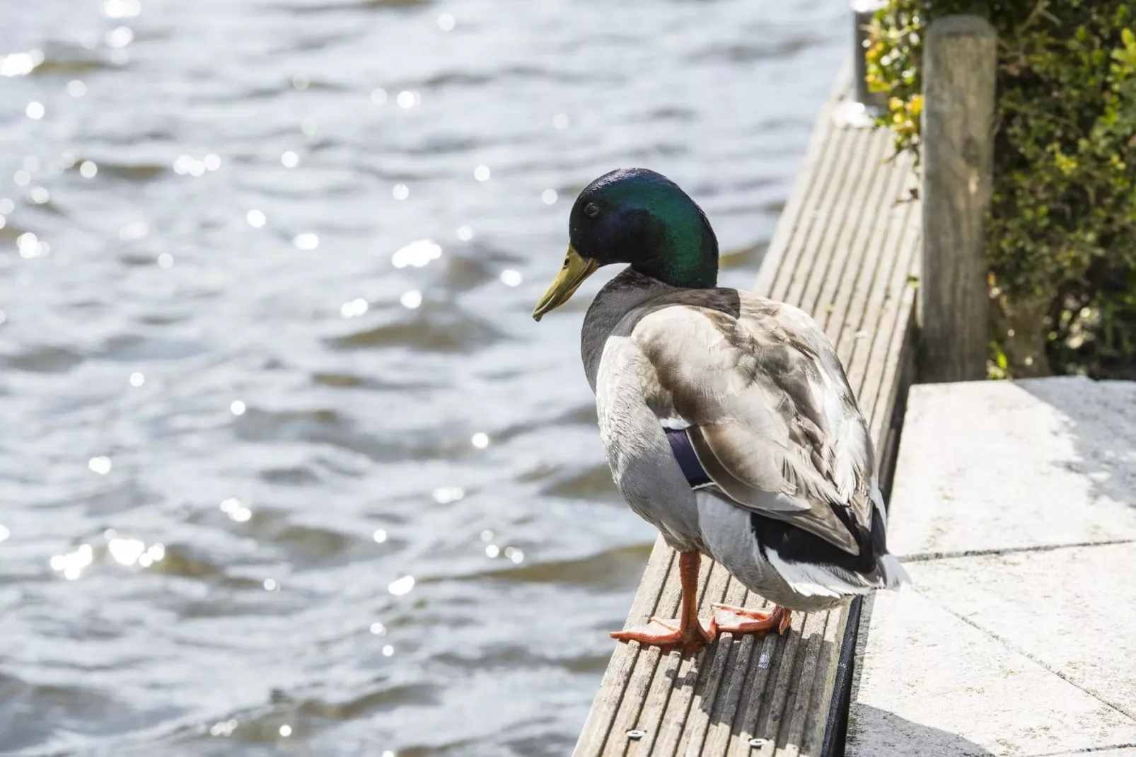 Bungalowpark Rien van den Broeke Village 7-Sfeer