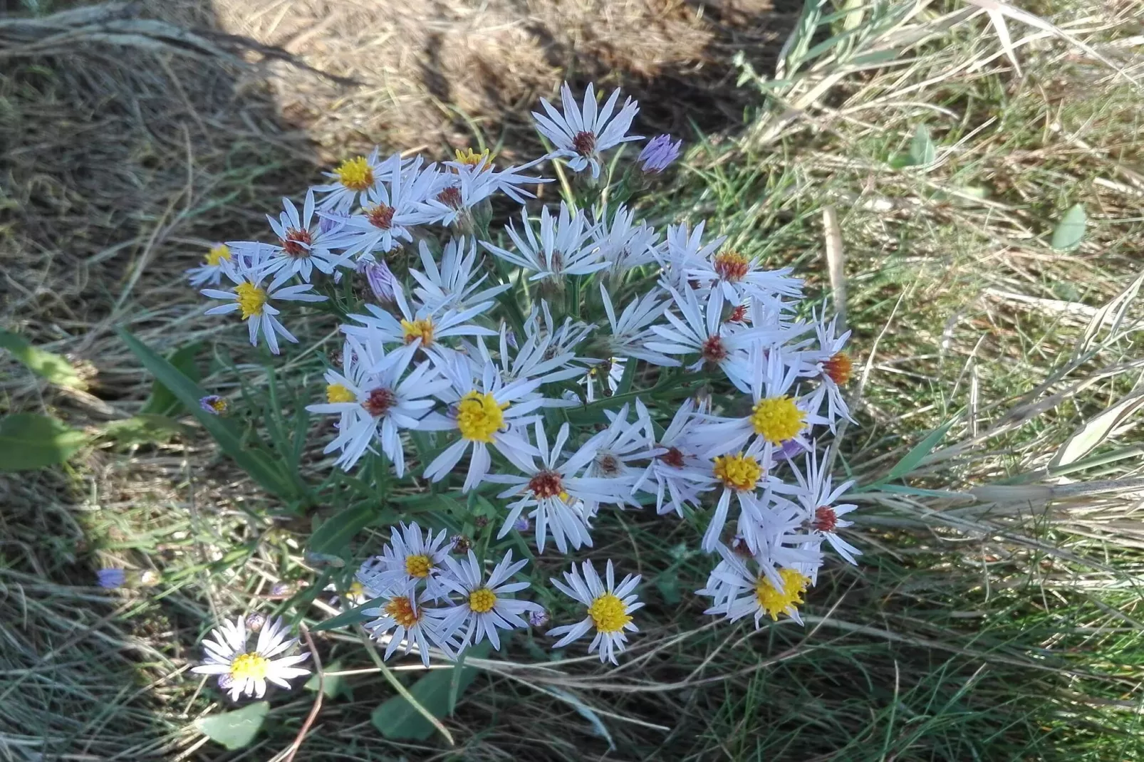 7 persoons vakantie huis in Bredebro-By Traum