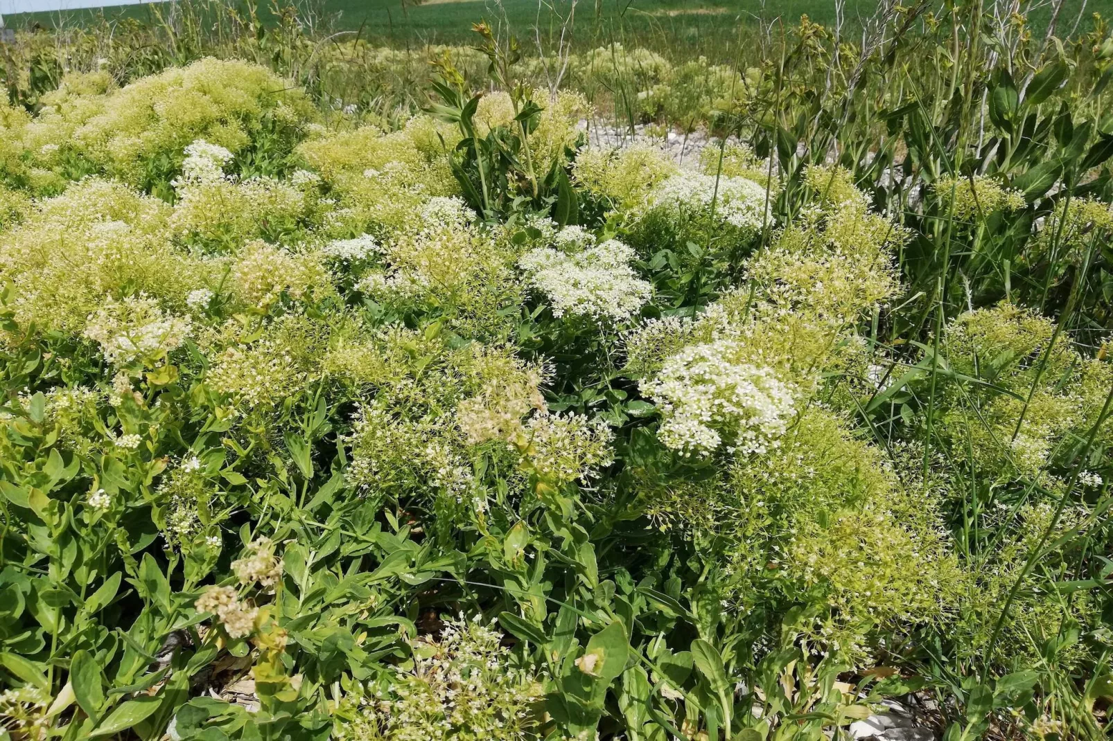 4 persoons vakantie huis in Ærøskøbing-By Traum-Niet-getagd