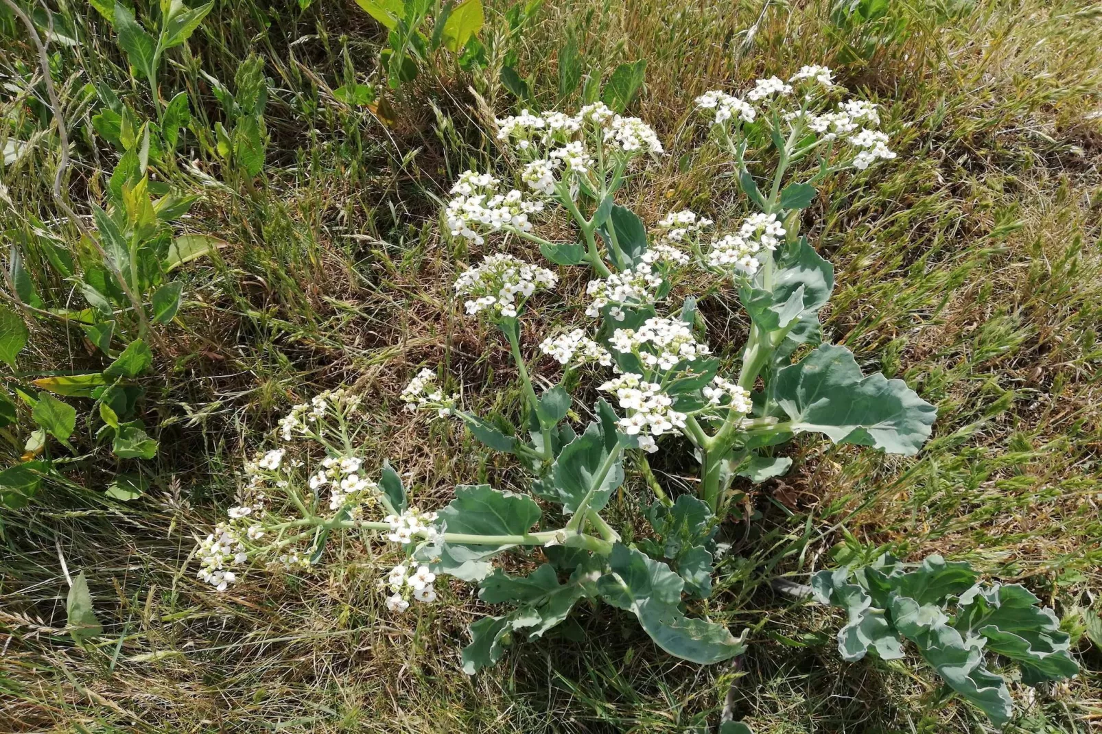 4 persoons vakantie huis in Ærøskøbing-By Traum-Niet-getagd