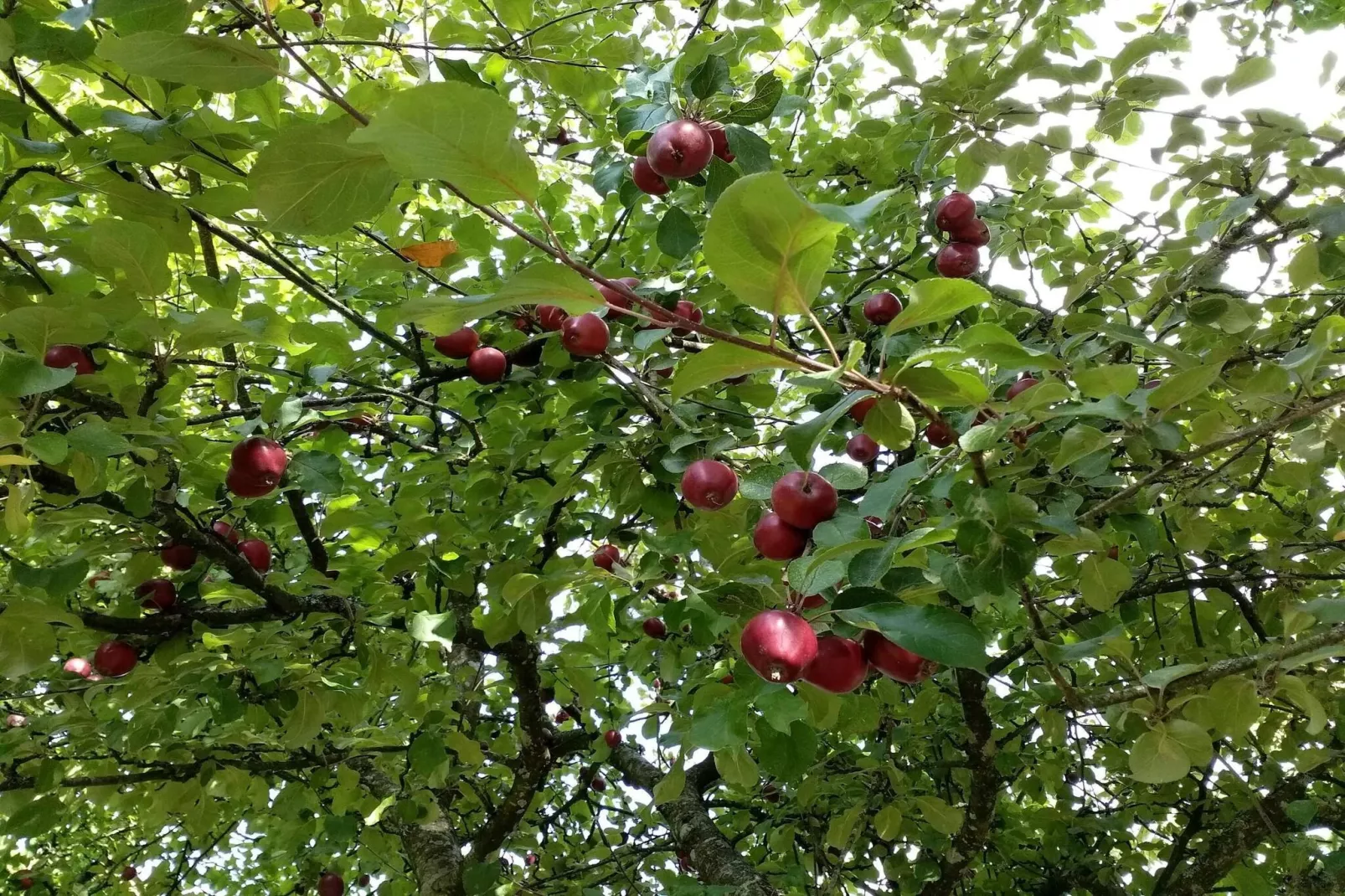 6 persoons vakantie huis in Sæby-By Traum-Niet-getagd