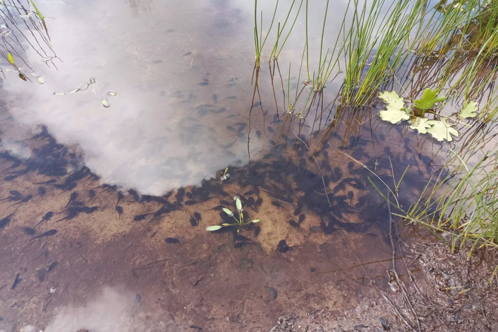 8 persoons vakantie huis in Oksbøl-Waterzicht