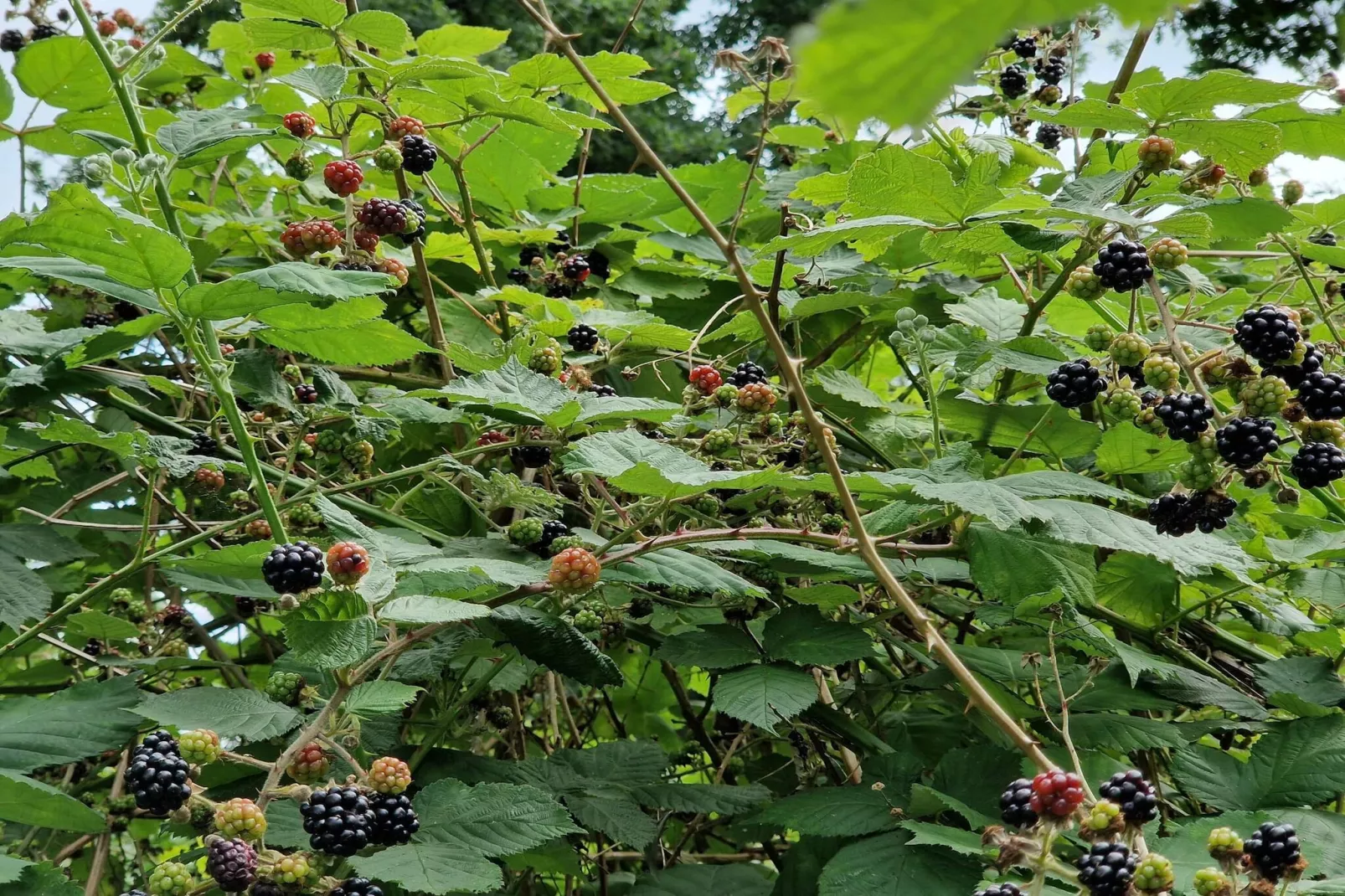 6 persoons vakantie huis in Sæby-By Traum-Niet-getagd