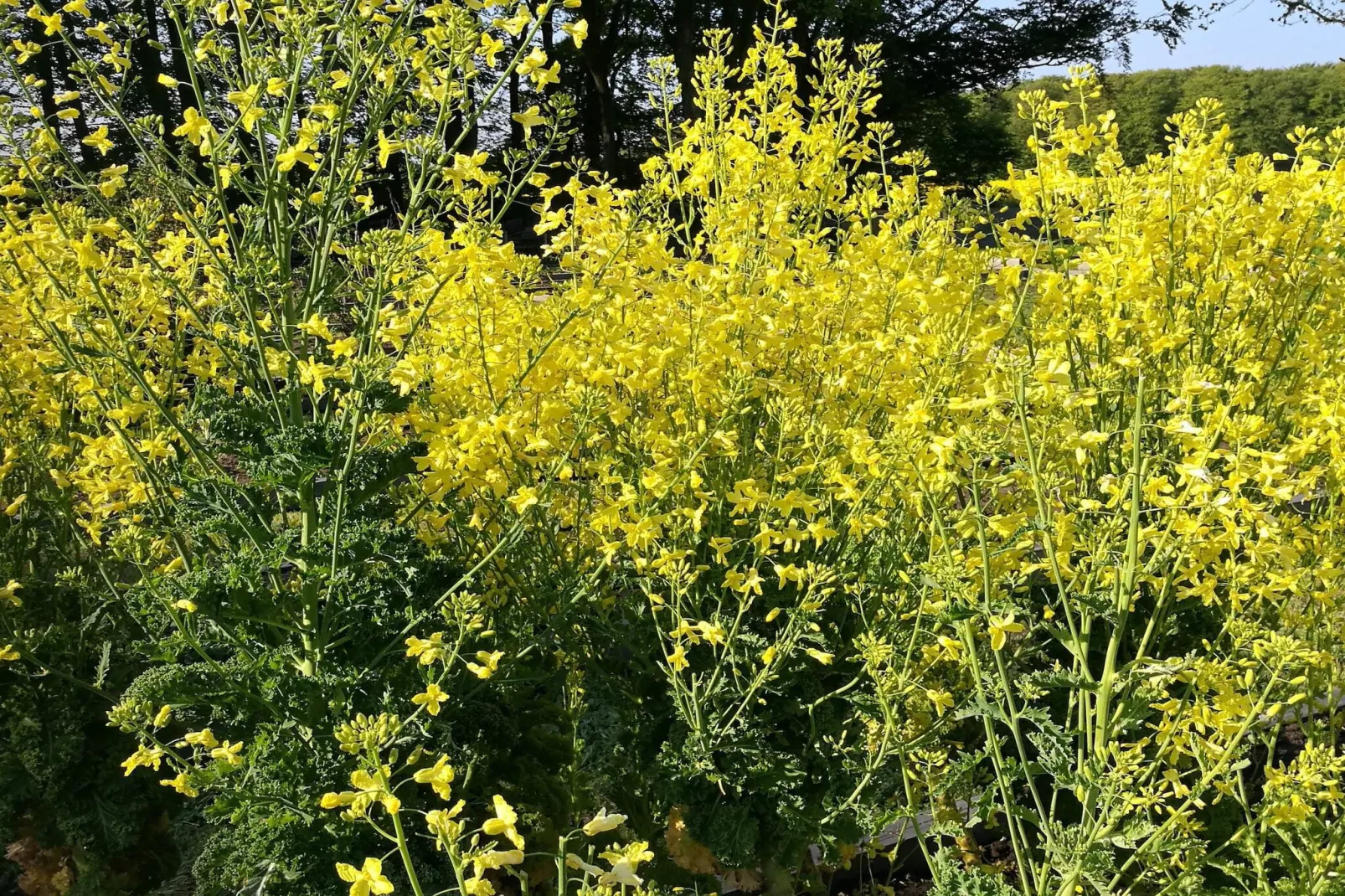 6 persoons vakantie huis in Sæby-By Traum-Niet-getagd