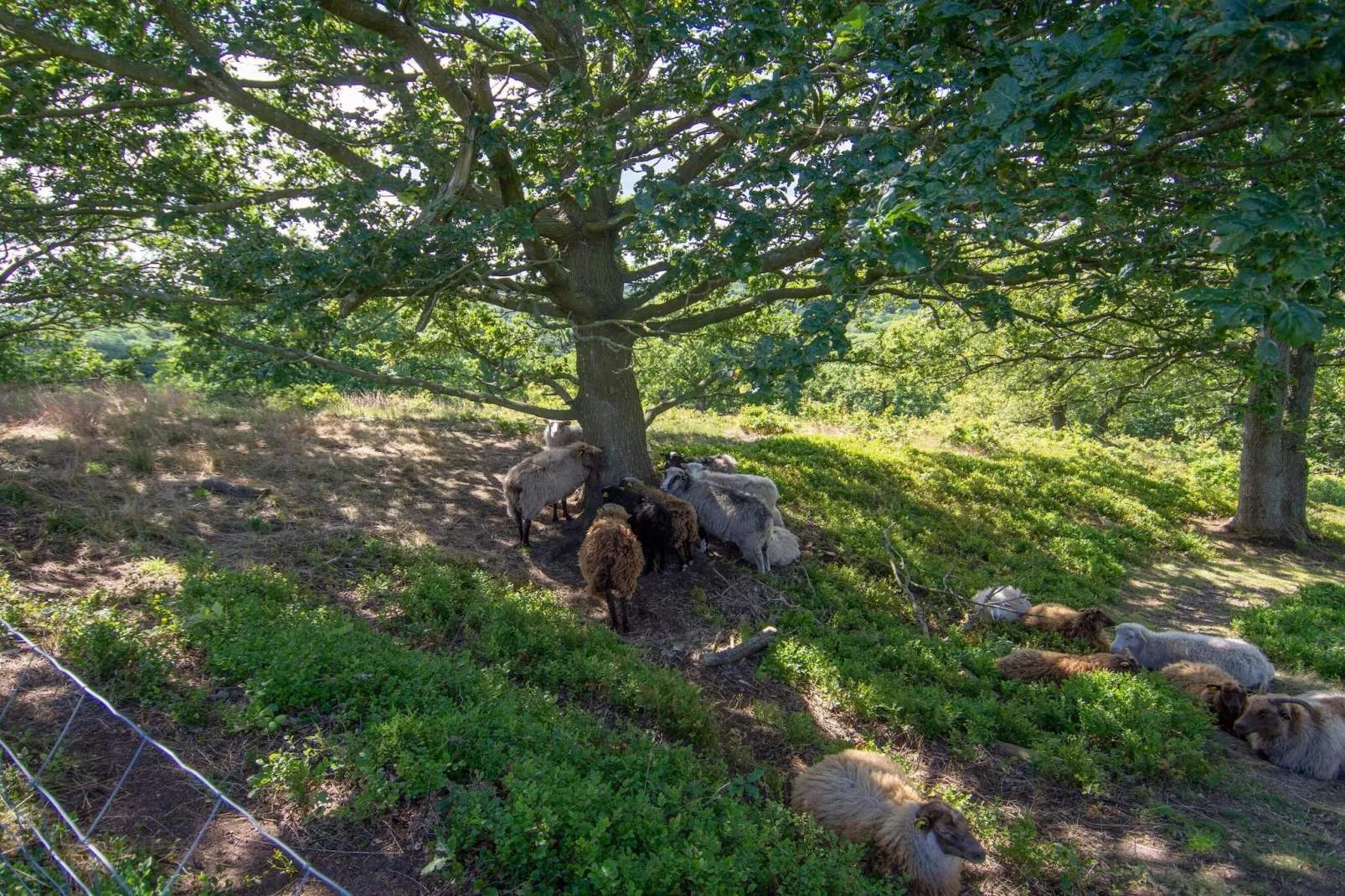 8 persoons vakantie huis in Gjern-By Traum-Niet-getagd