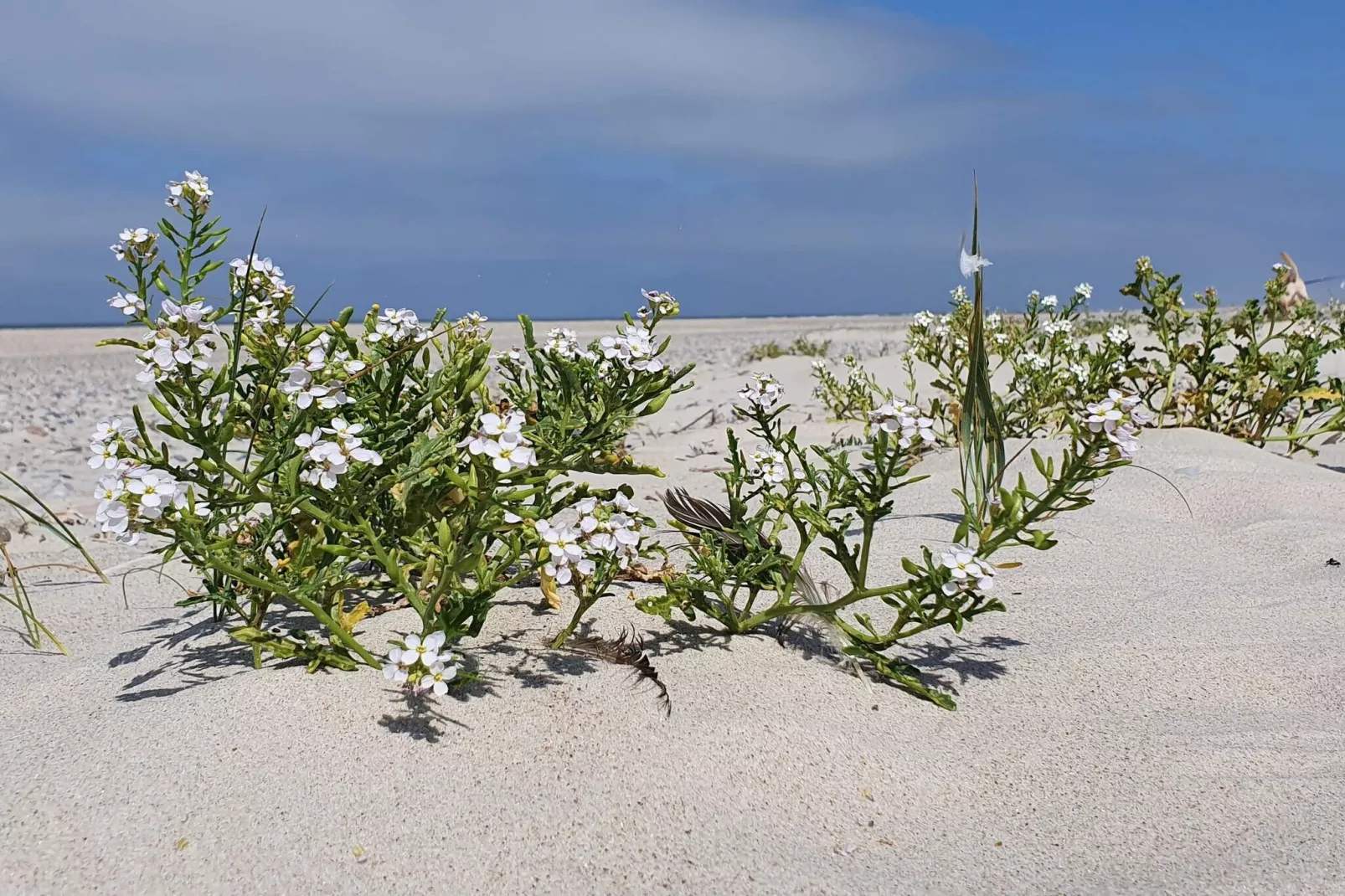 Vakantieoase in de natuur van Houstrup-Niet-getagd