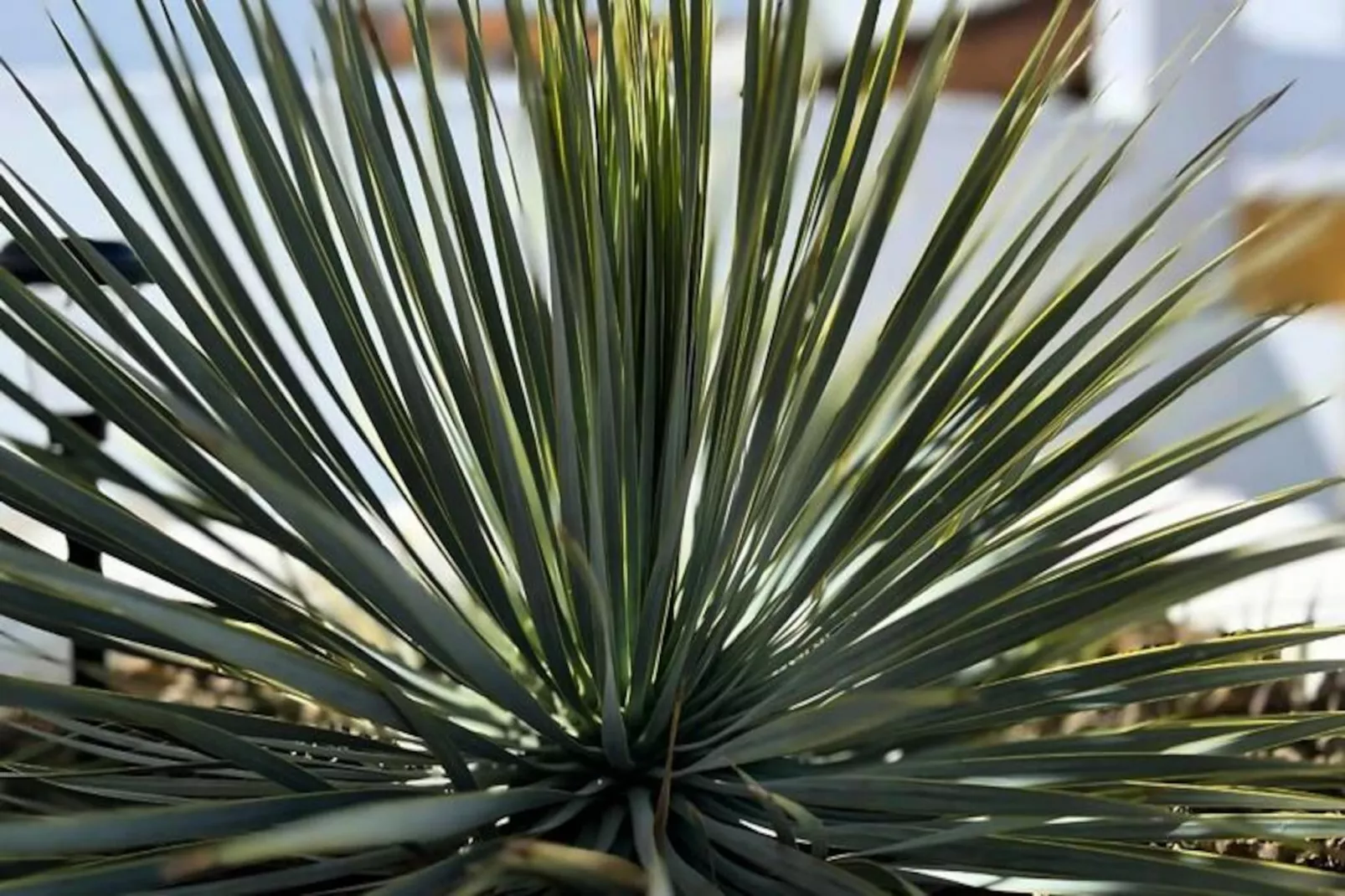 Villa Avec Piscine Priv&eacute;e  &agrave; San Fulgencio-Niet-getagd