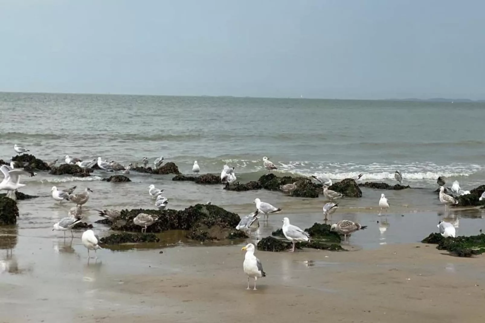 Residence Fasano-51-Gebieden zomer 1km