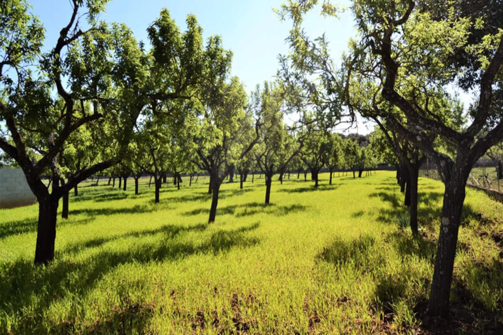 Maison à Búger-Niet-getagd