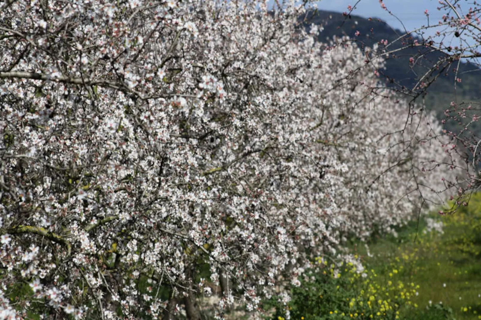 Maison à Can Picafort-Niet-getagd