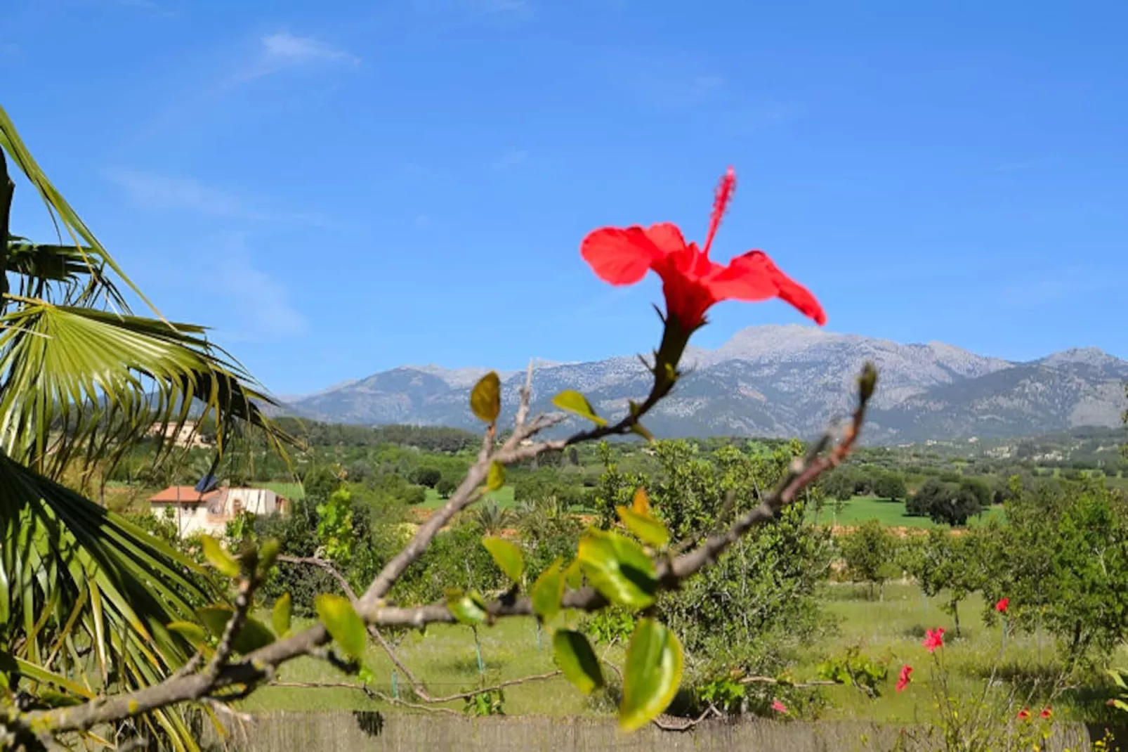 Maison à Inca-Niet-getagd