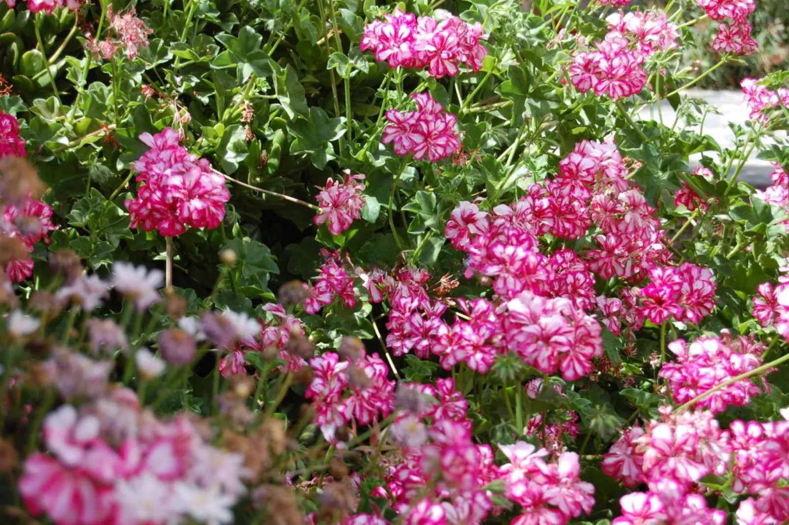 Casa Rural Sofia-Tuinen zomer