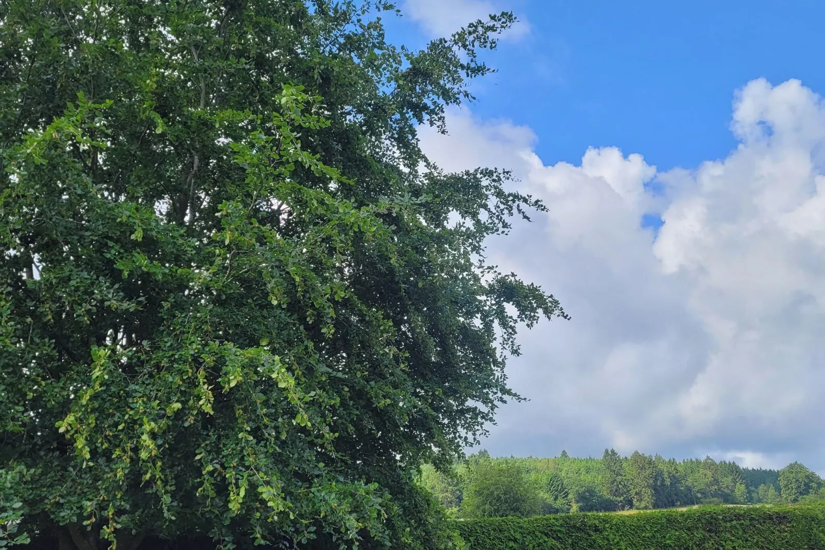 Très belle habitation à Lierneux pour 5 adultes-Tuinen zomer