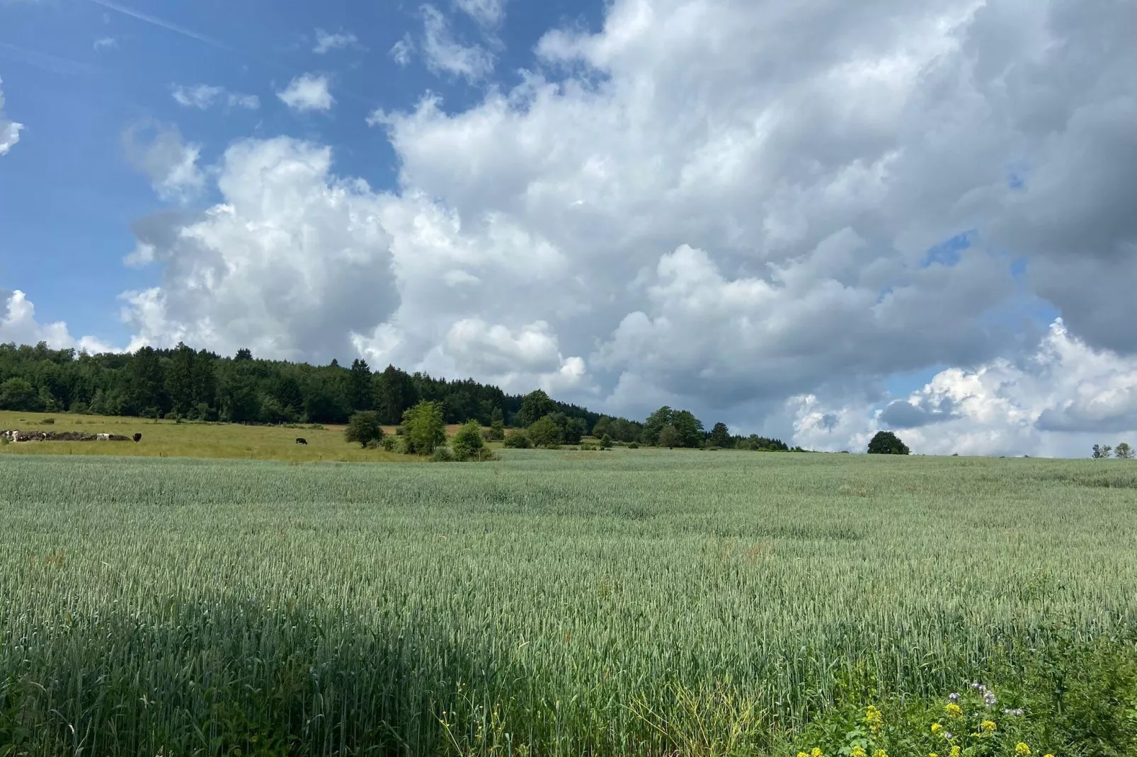 Très belle habitation à Lierneux pour 5 adultes-Gebieden zomer 1km