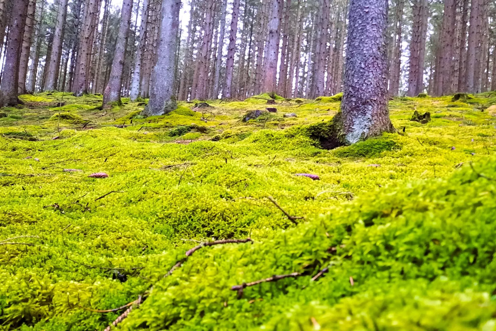 Skjoldenhof-Gebieden zomer 1km
