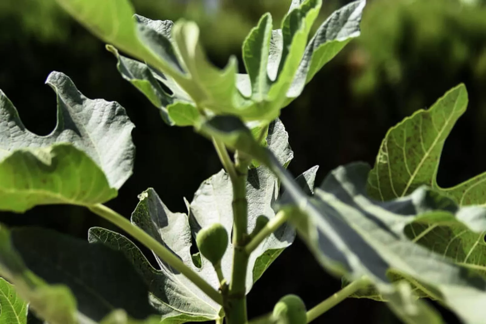 Maison à Marbella-Niet-getagd