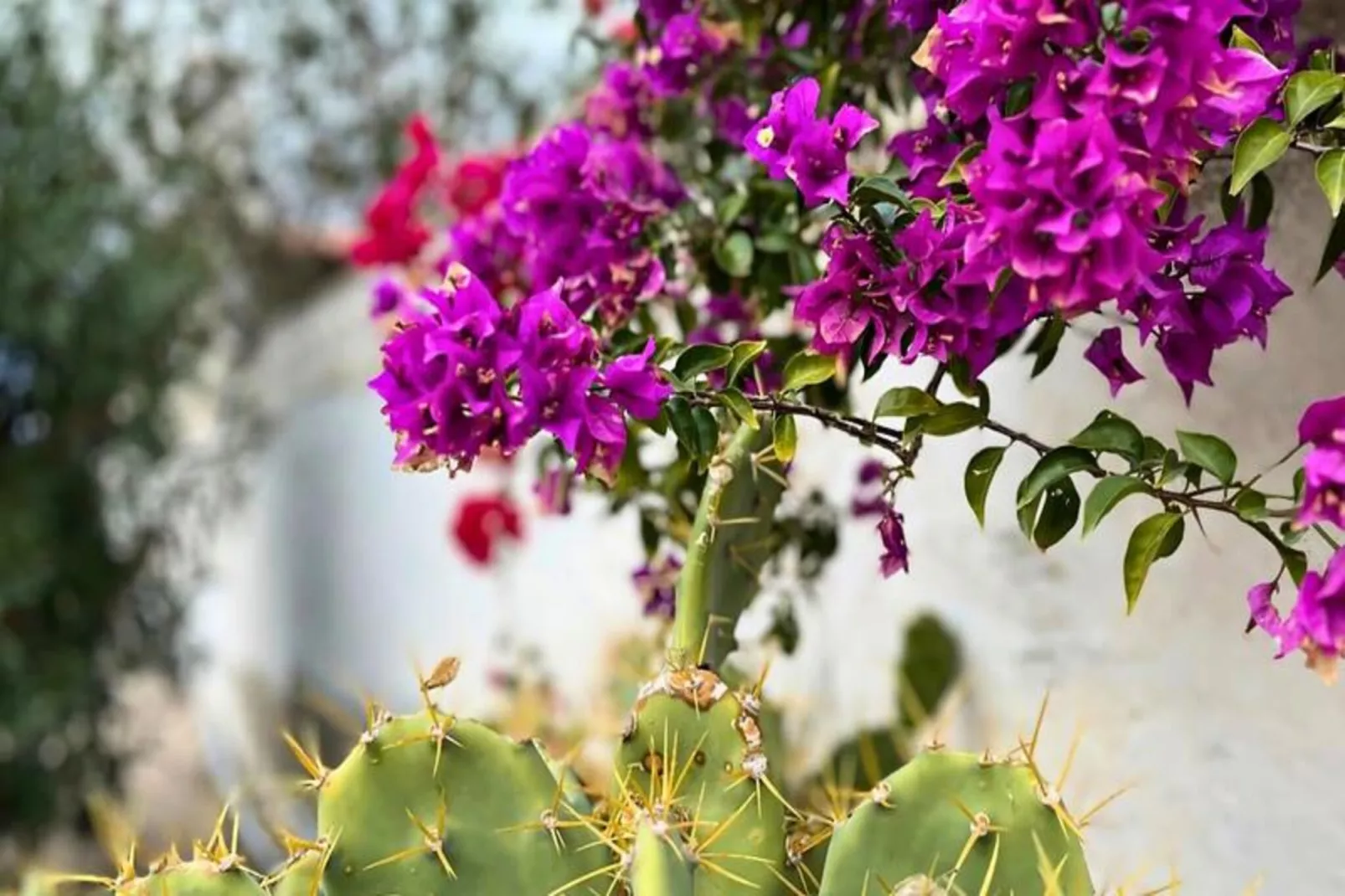 Authentique Finca Espagnole Avec Piscine Priv&eacute;e Et Jardin-Niet-getagd