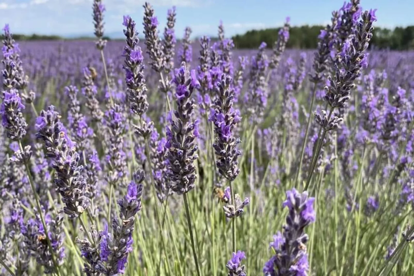 Magnifique Appartement Au C&oelig;ur Des Champs De Lavande - 6 - 7 Personnes