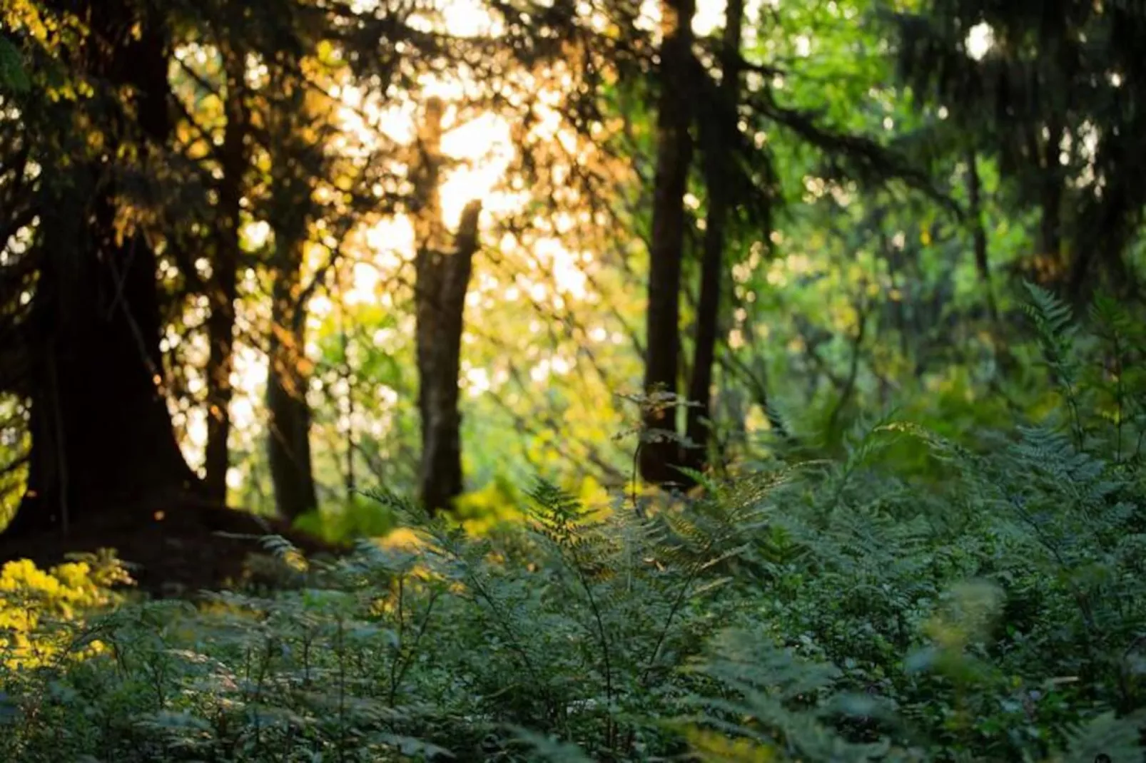 Résidence Les Chardons