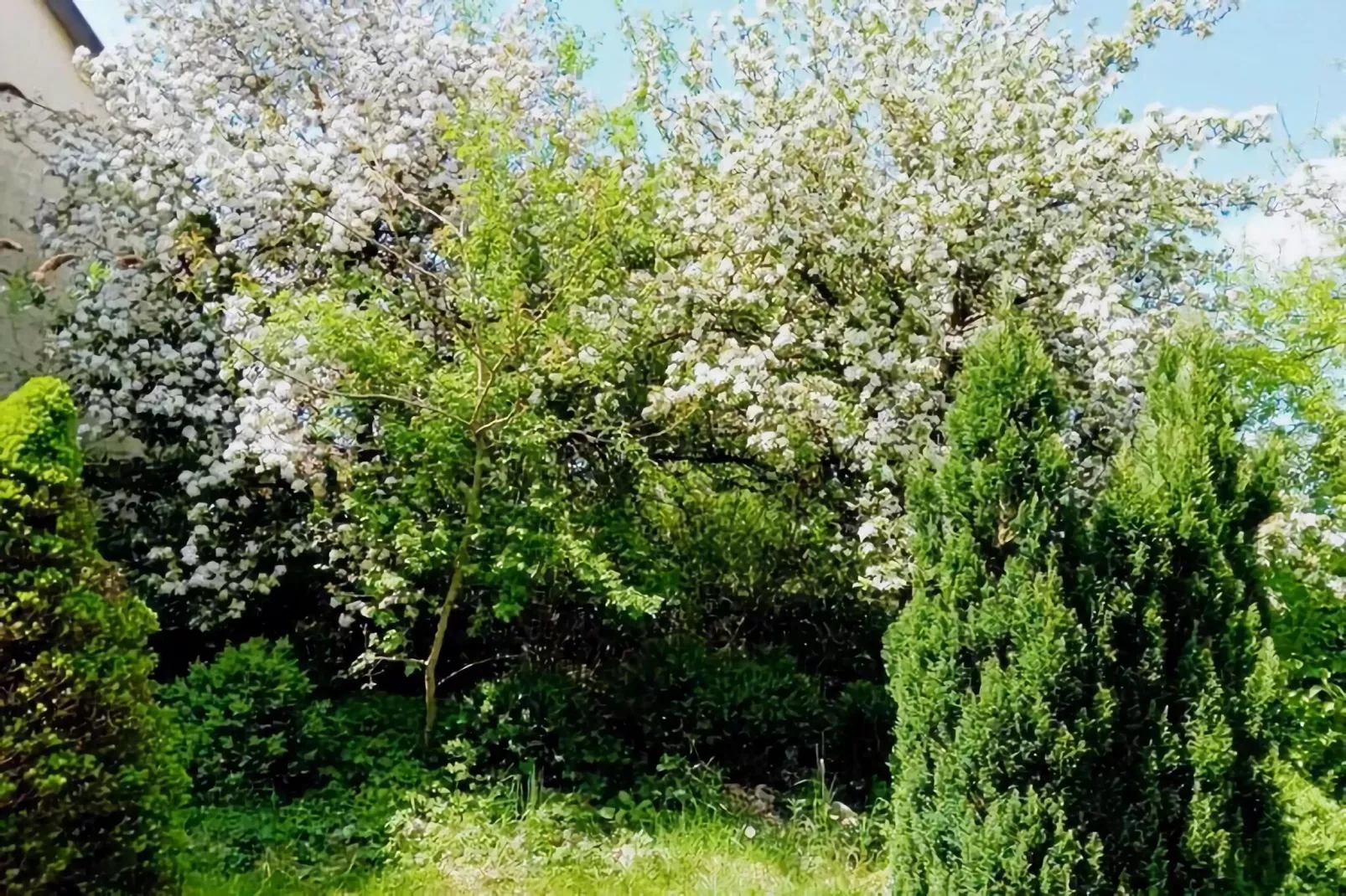 Ferienhaus Karl-Tuinen zomer