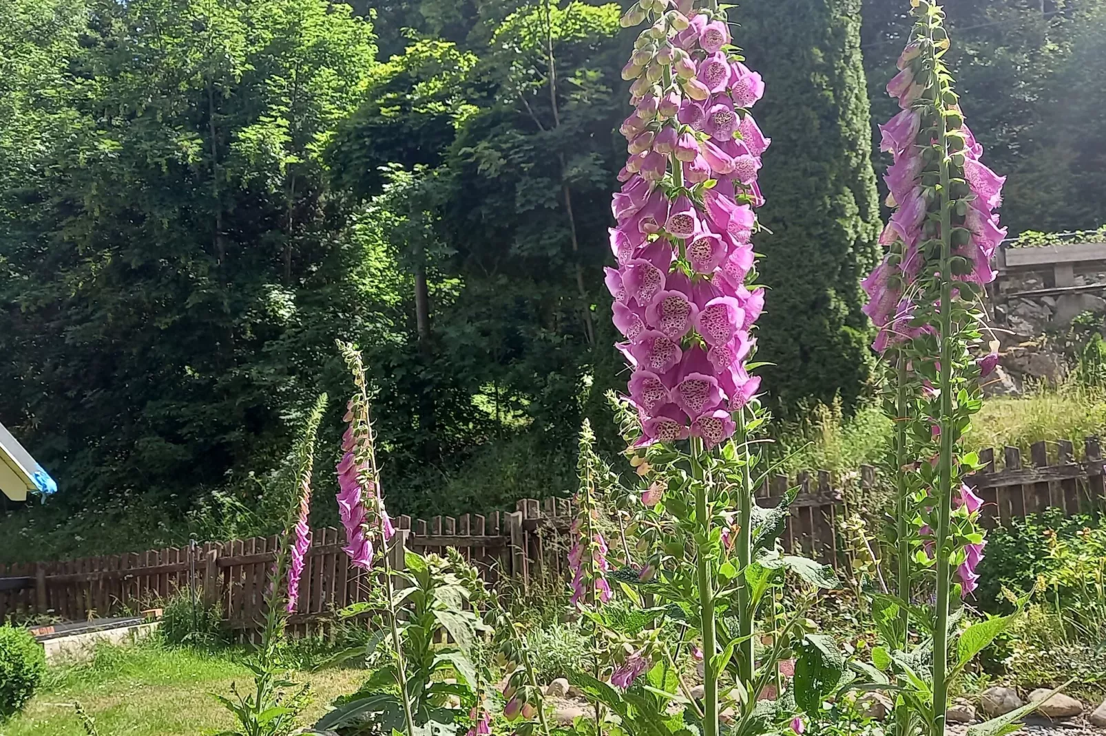 Altes Forsthaus-Tuinen zomer