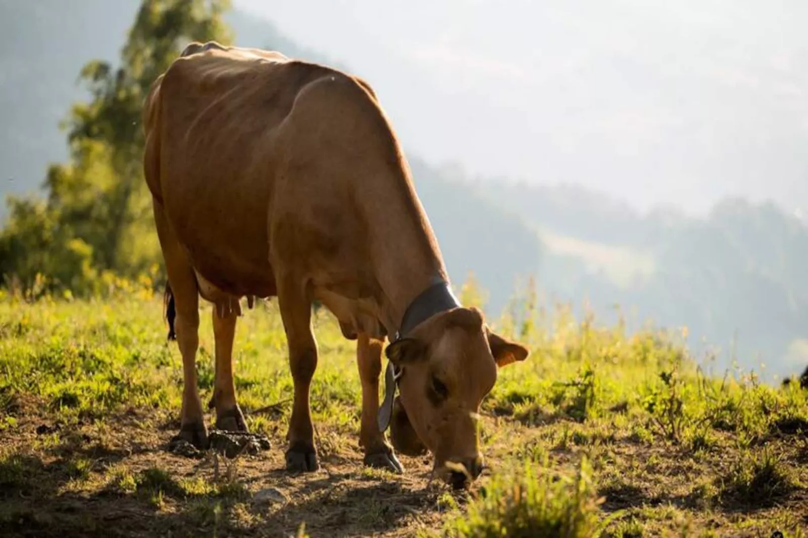 Résidence Les Chardons-Niet-getagd