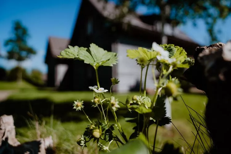 Ferienhaus Typ Premium Lodge 6 Personen-Tuinen zomer