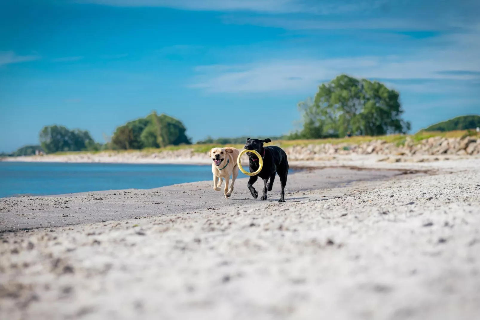 Ostseeresort Dampland-Reihenhaus Normalpreis-Gebieden zomer 1km