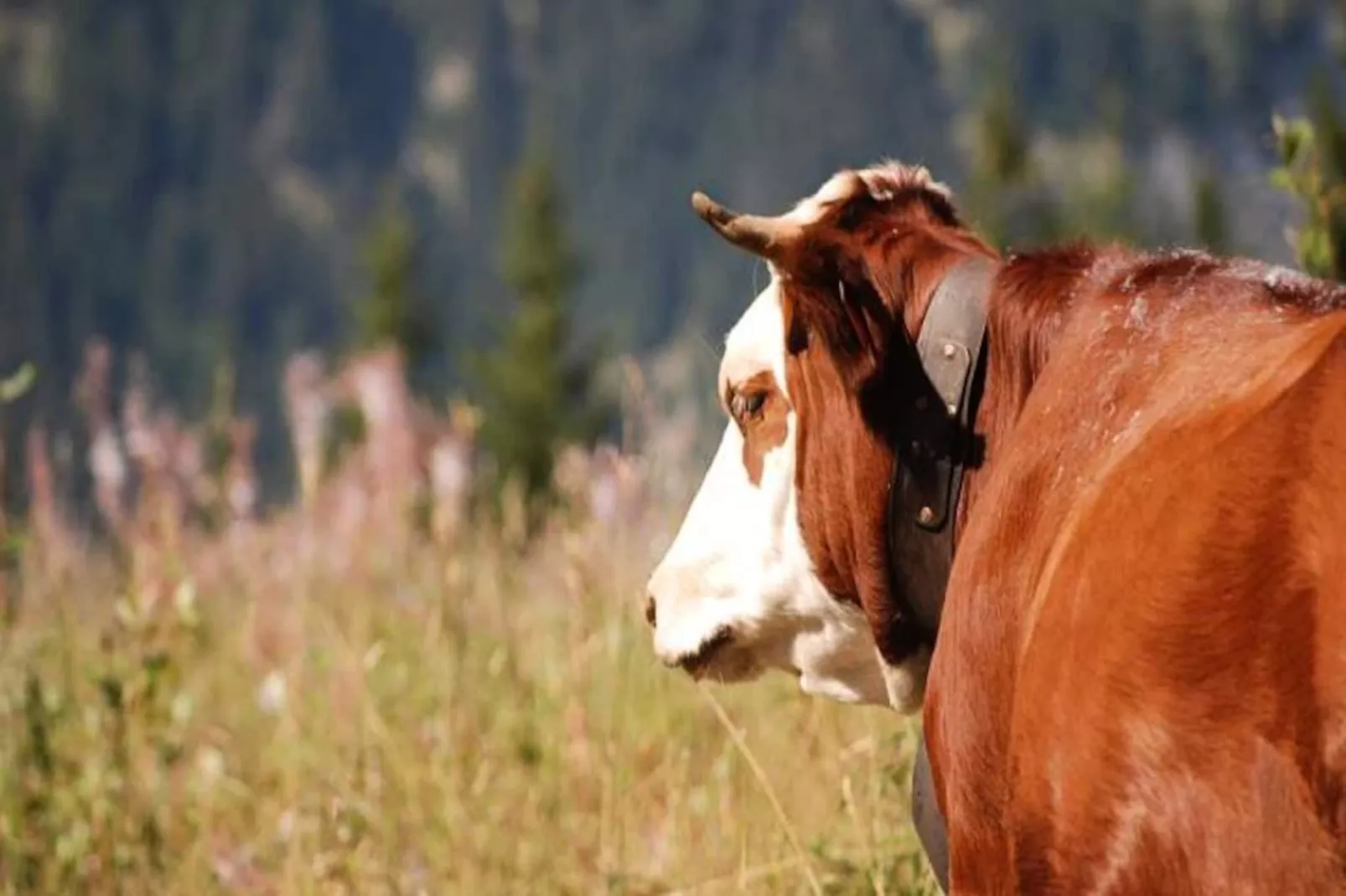 Résidence La Beguette-Niet-getagd